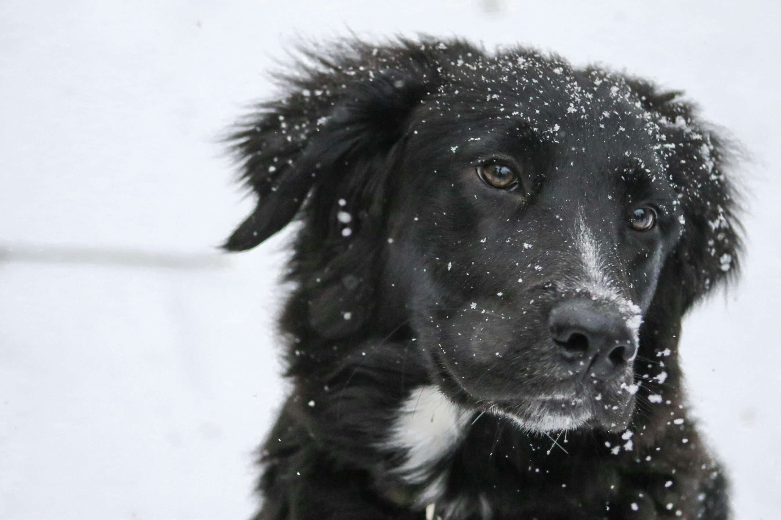 An image of a dog in snow