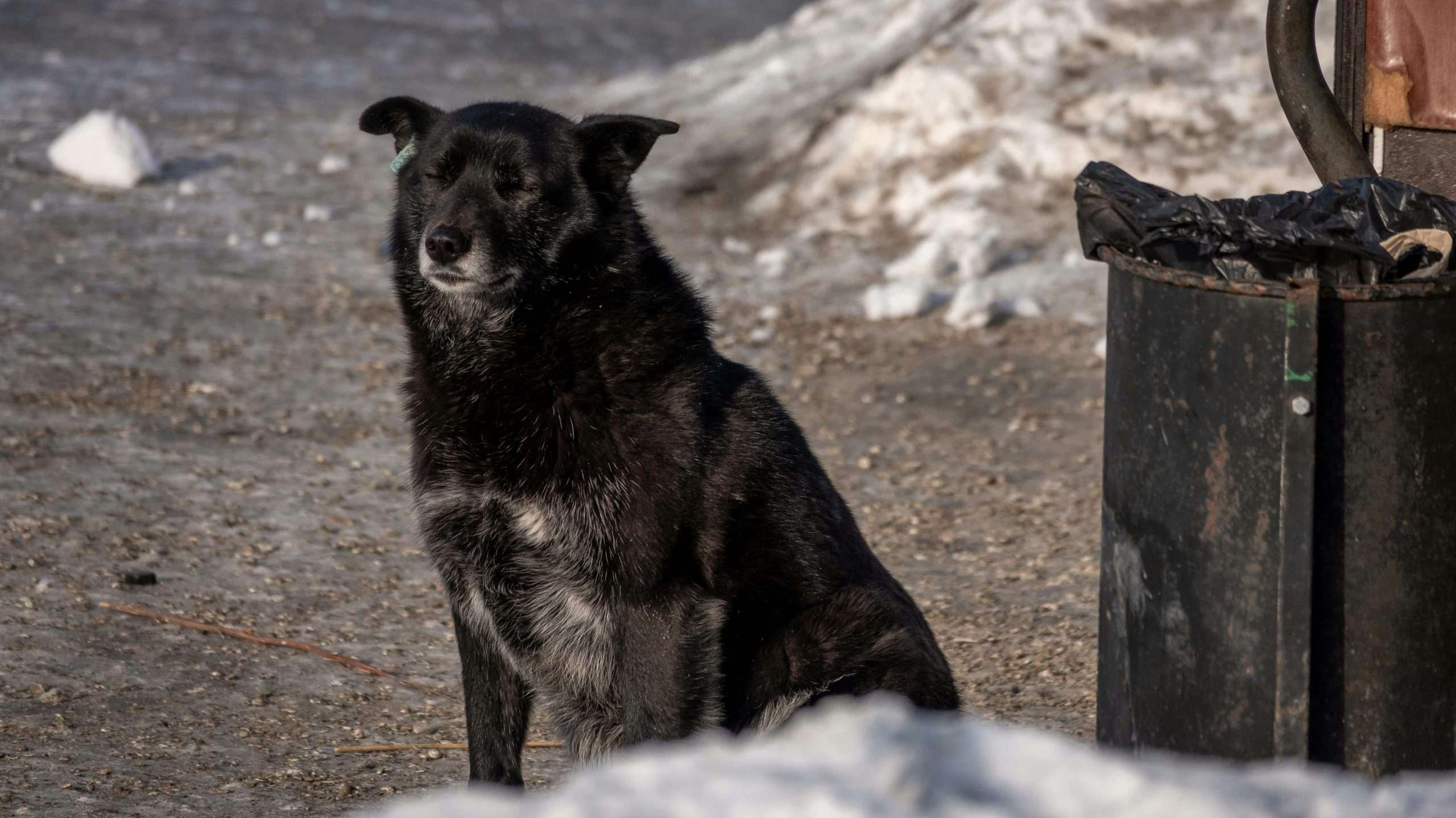 An image of a dog near trash can - dog-proof your trash can