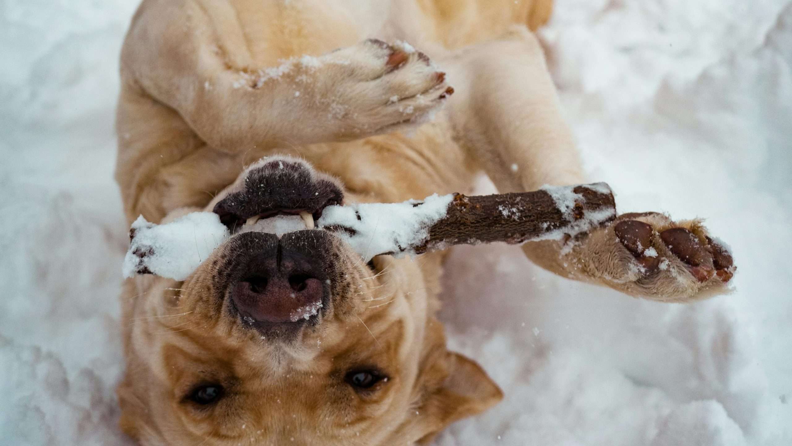 An image of a dog playing in the snow