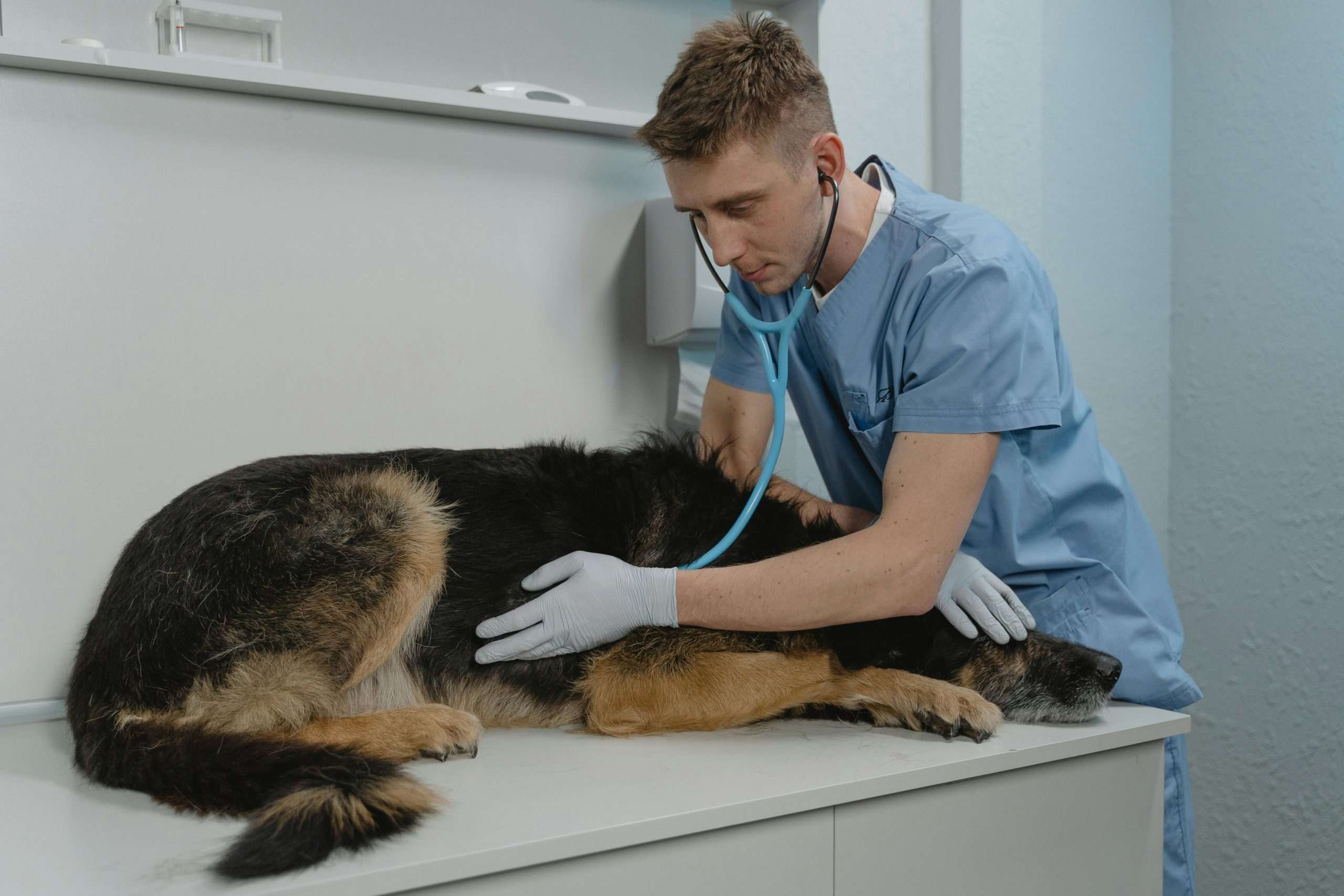 An image of a dog at the vet's