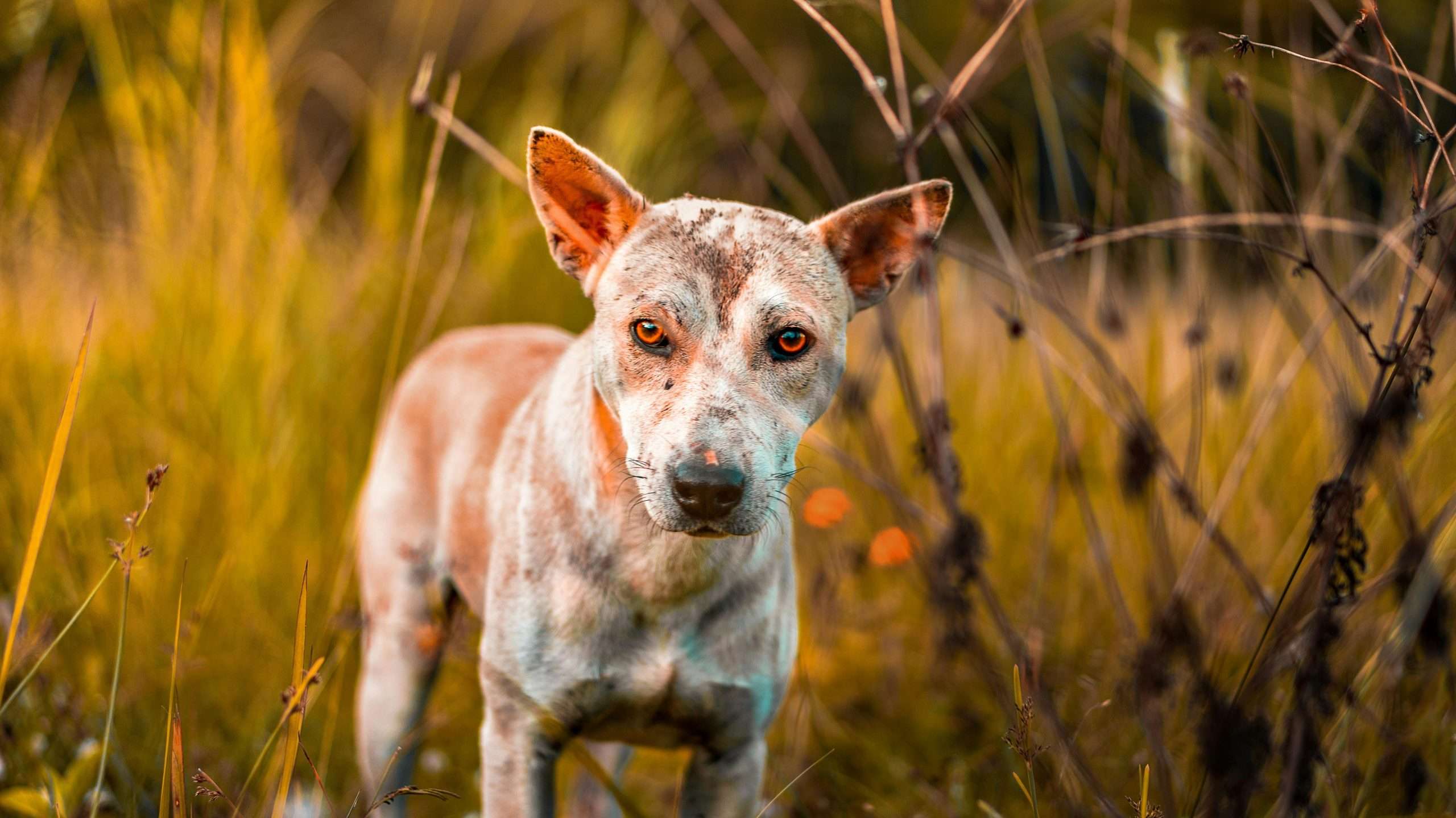 An image of a dog with skin disease - dog skin diseases