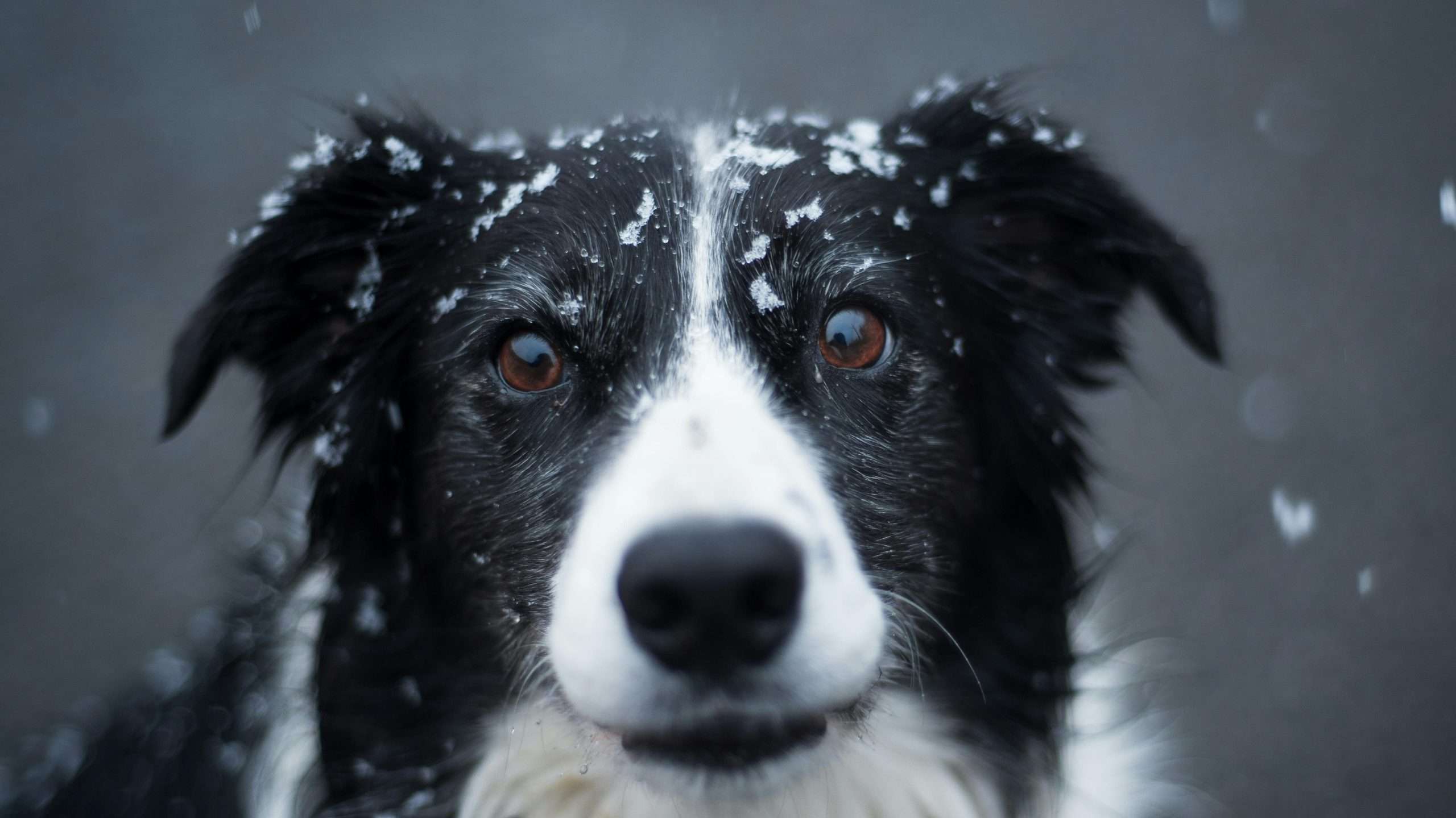 An image of a dog in snow