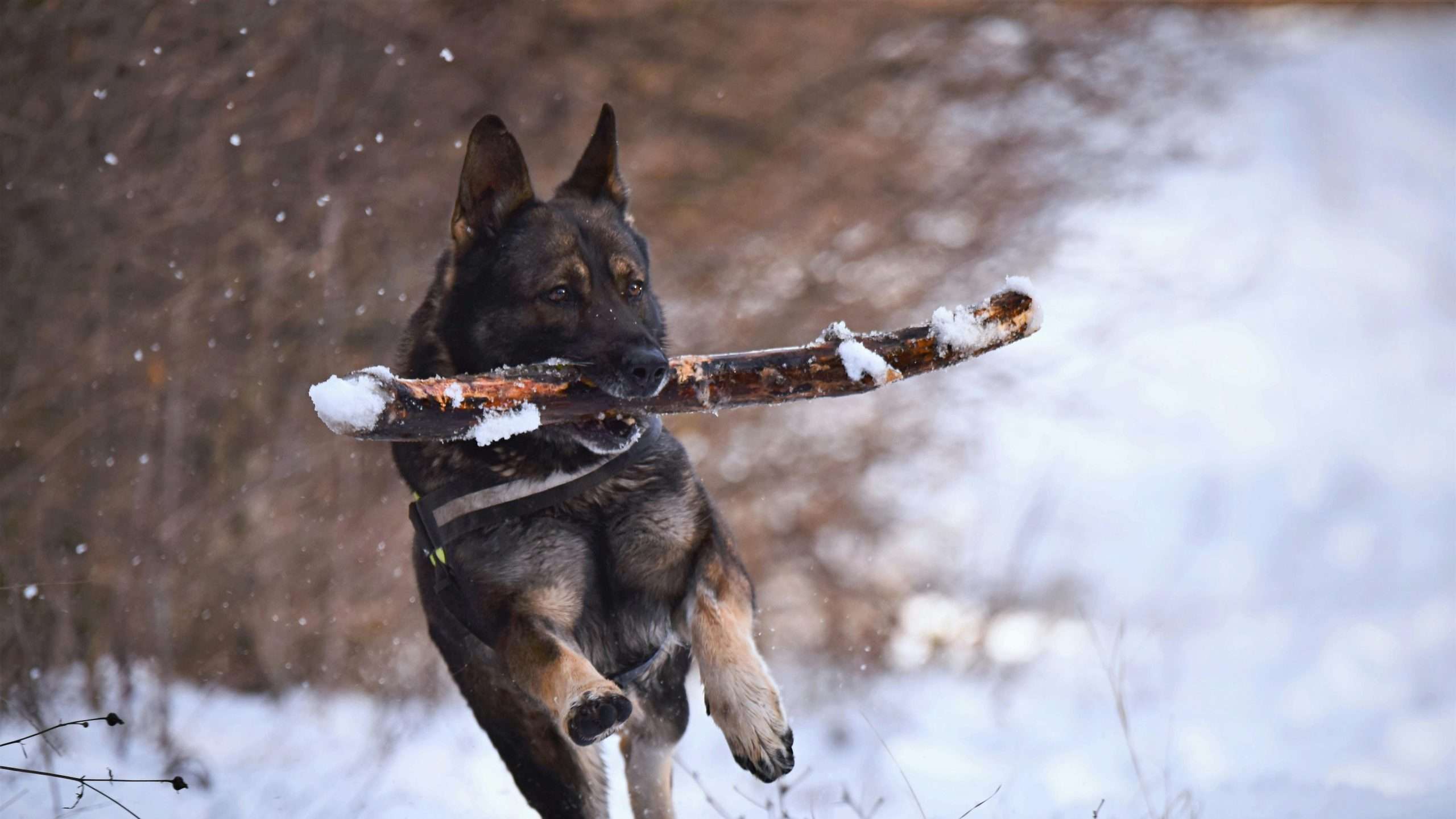 An image of a dog with a stick in the snow