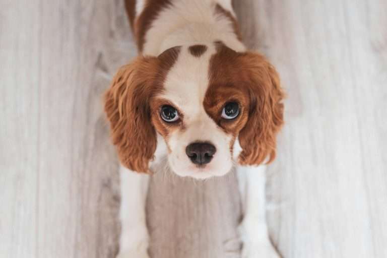 Why Does My Dog Stare At Me? 3 Common Reasons [With Tips]
