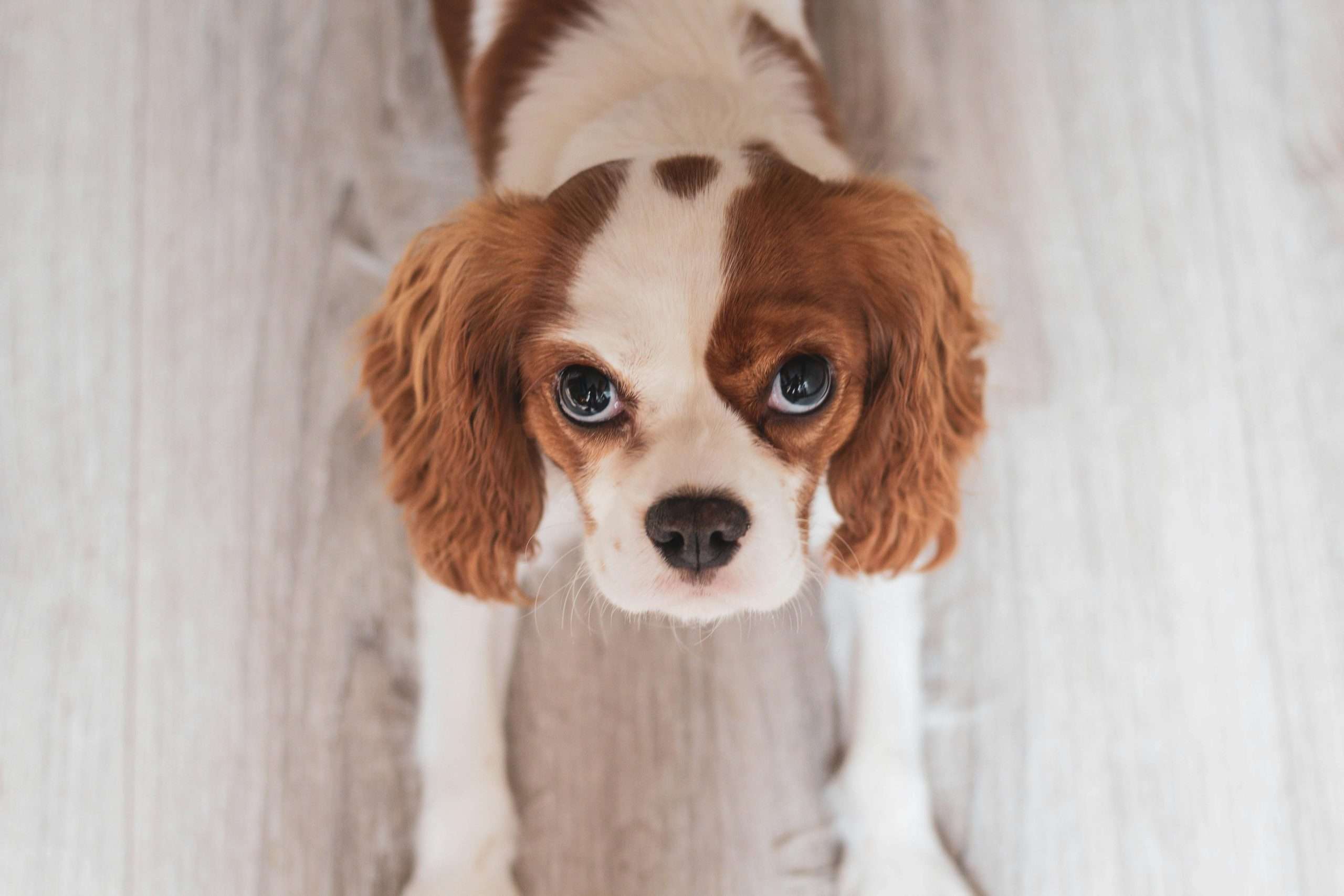 An image of a dog staring - dog stare