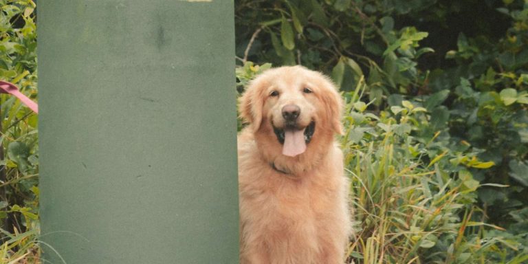How to Dog-Proof Your Trash Can: Protect Your Pets and Home