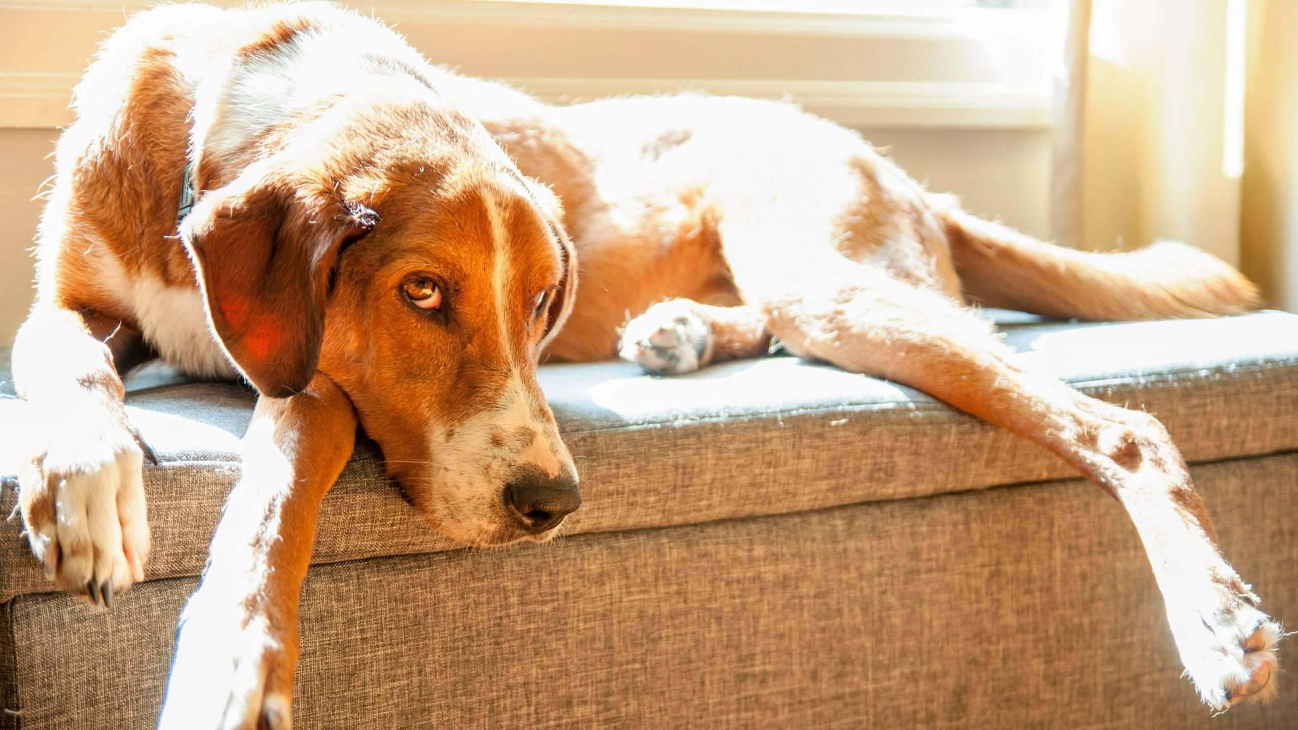 An image of a dog laying on the couch and staring - dog stare
