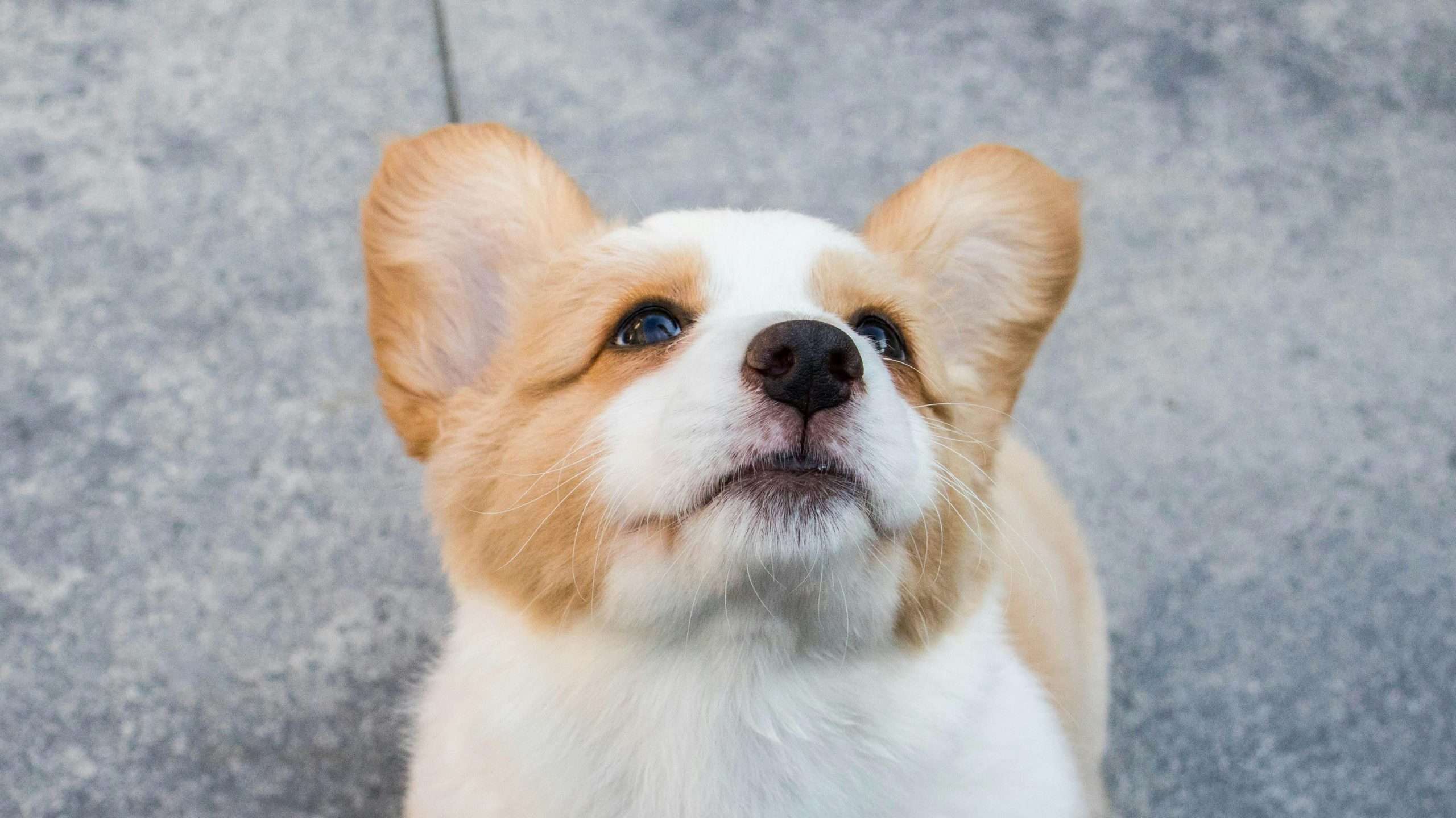 An image of a healthy puppy