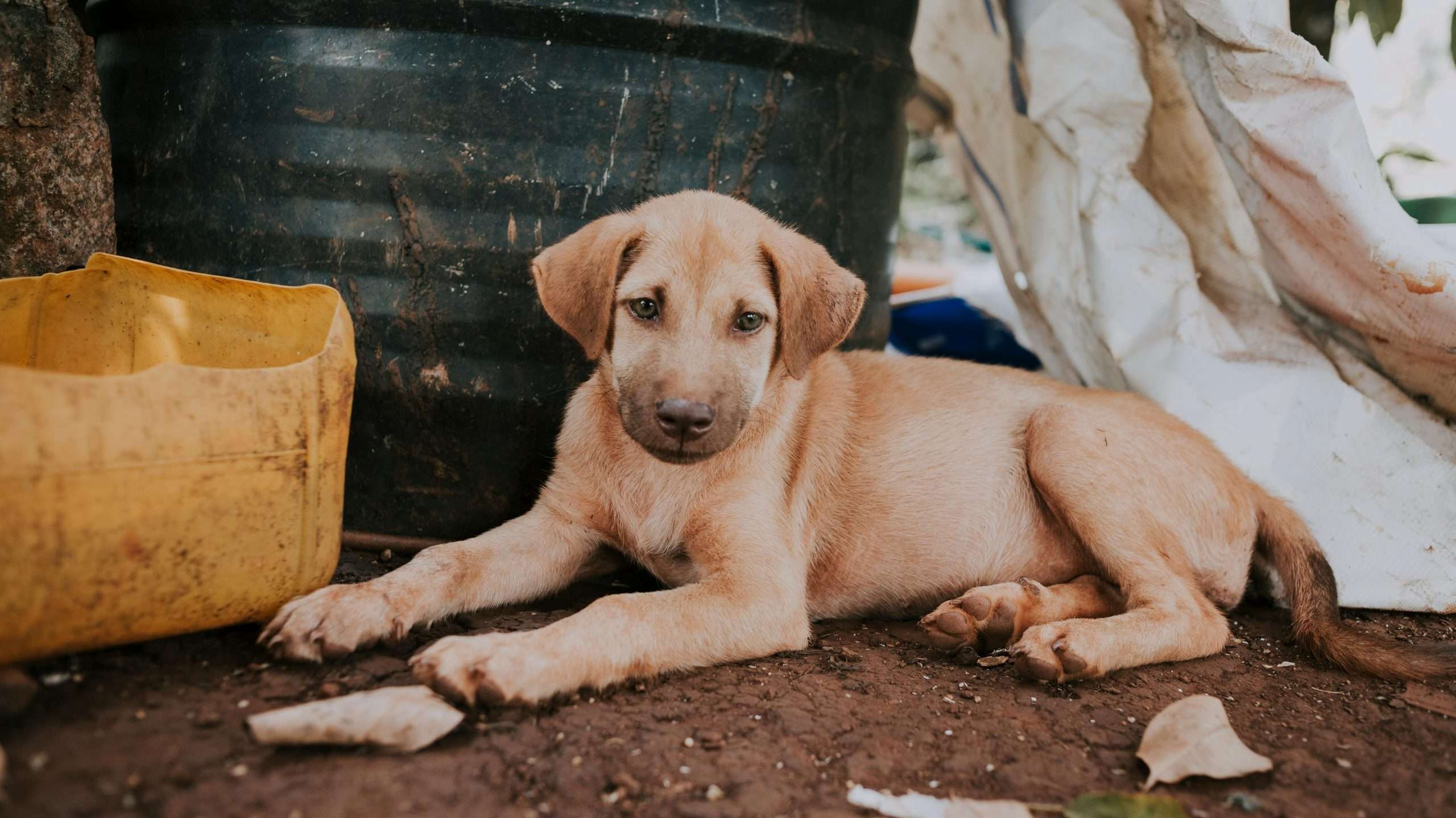 An image of a puppy near trash - dog-proof your trash can
