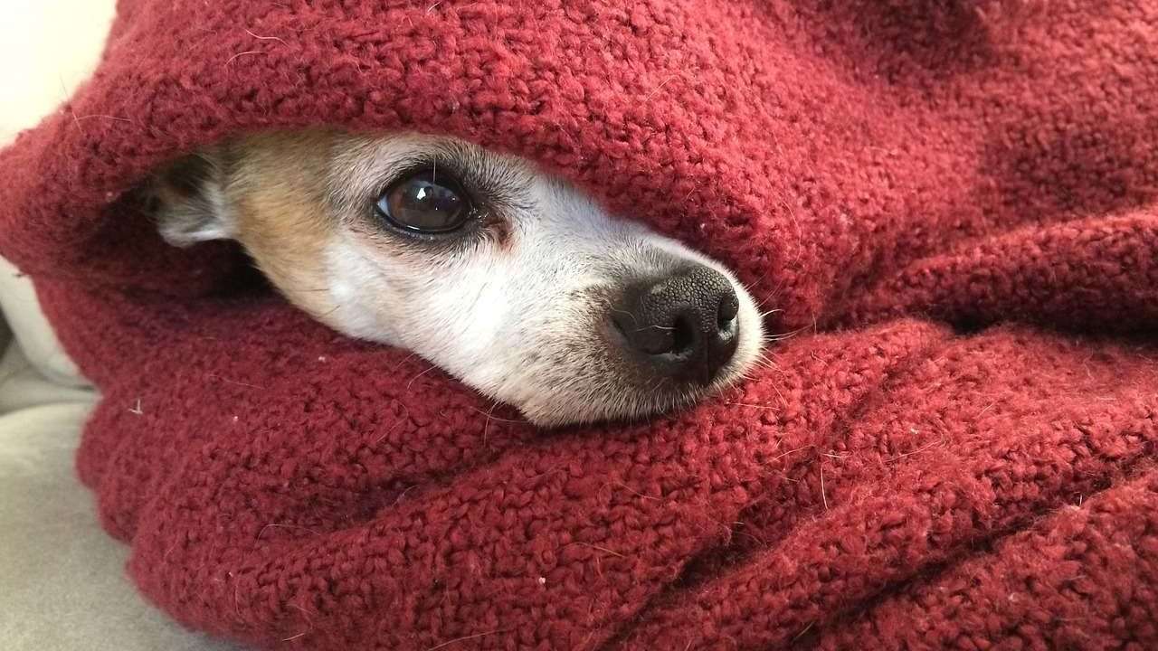 An image of dog under the blanket