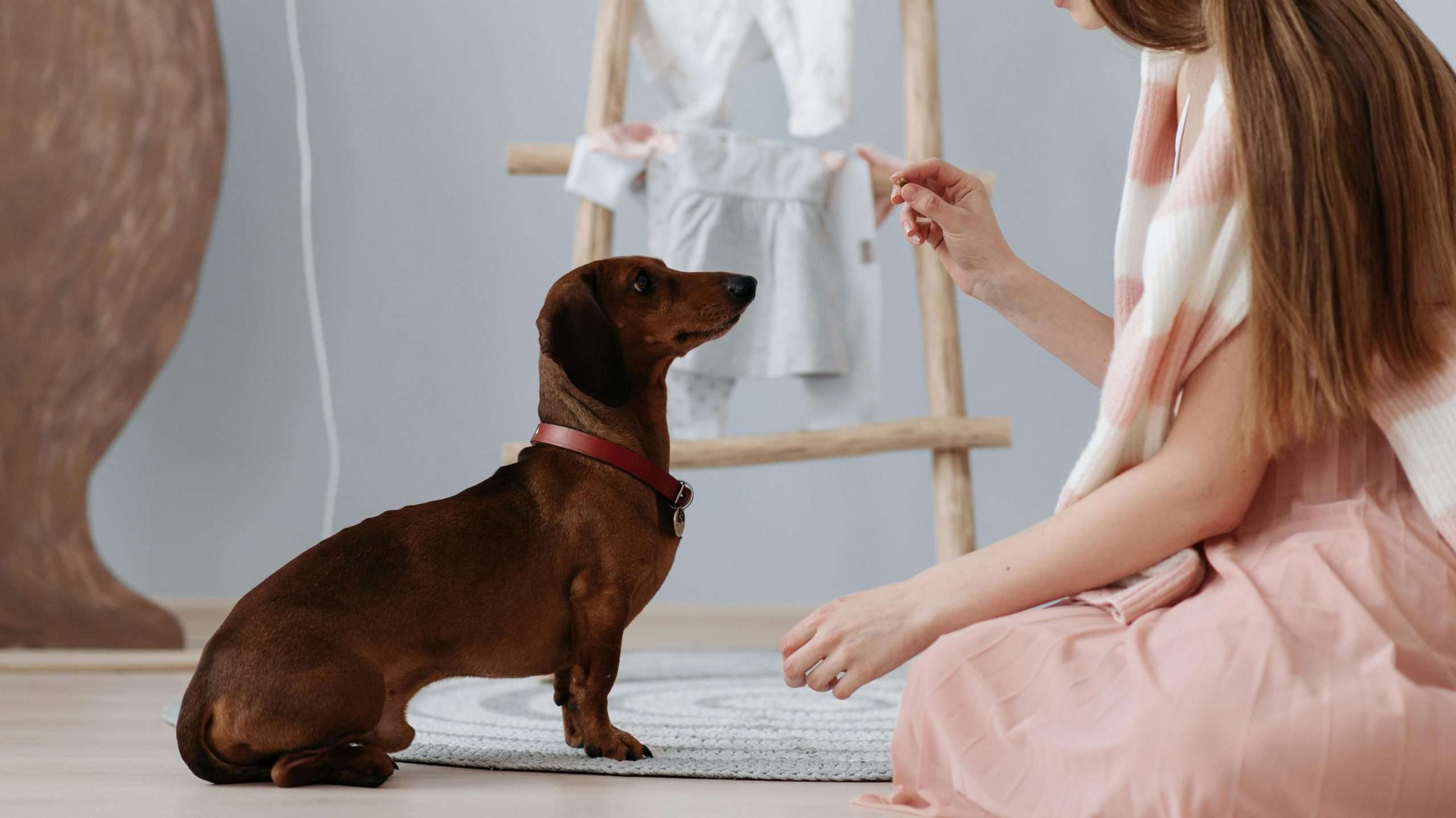 An image of a dachshund puppy getting trained