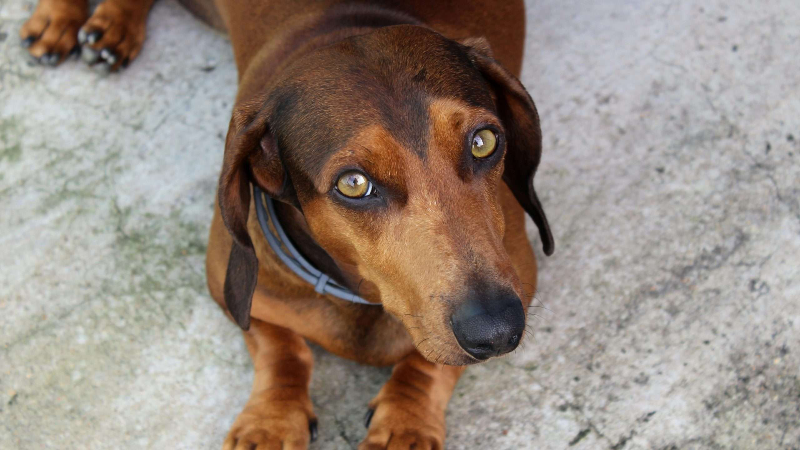 An image of a dachshund puppy sitting
