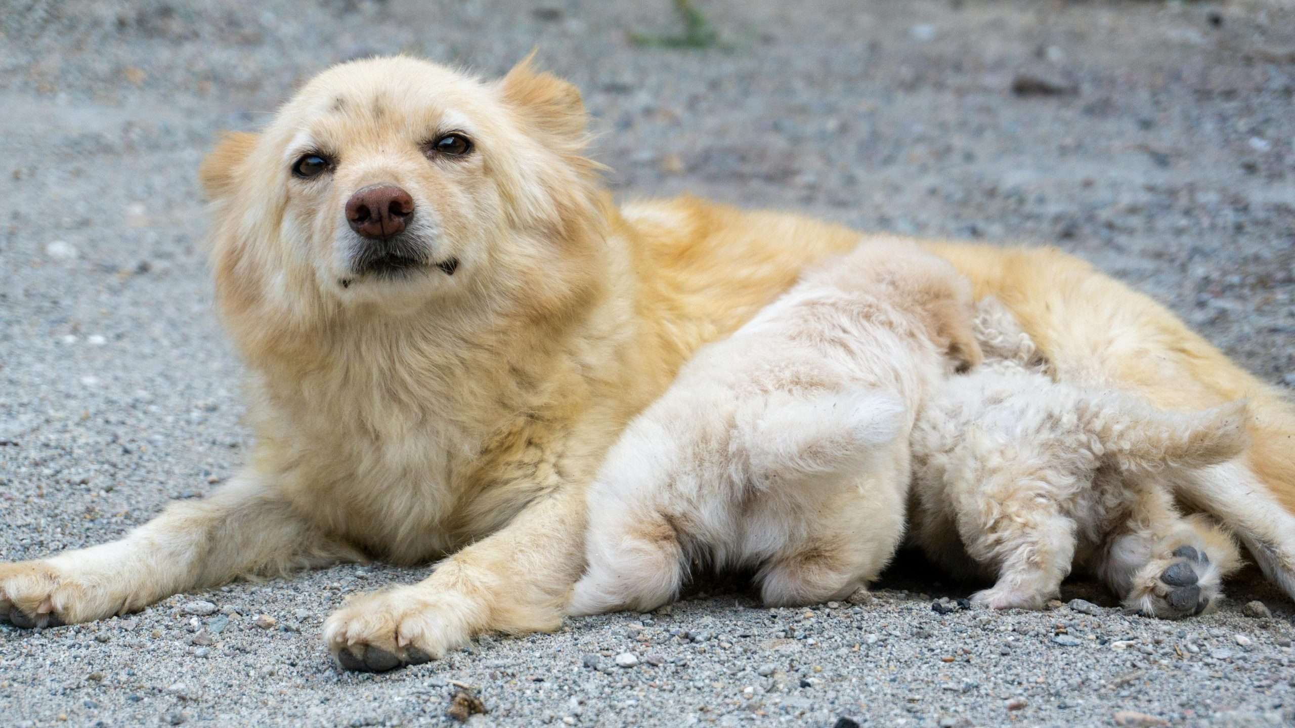 An image of a dog with its puppies