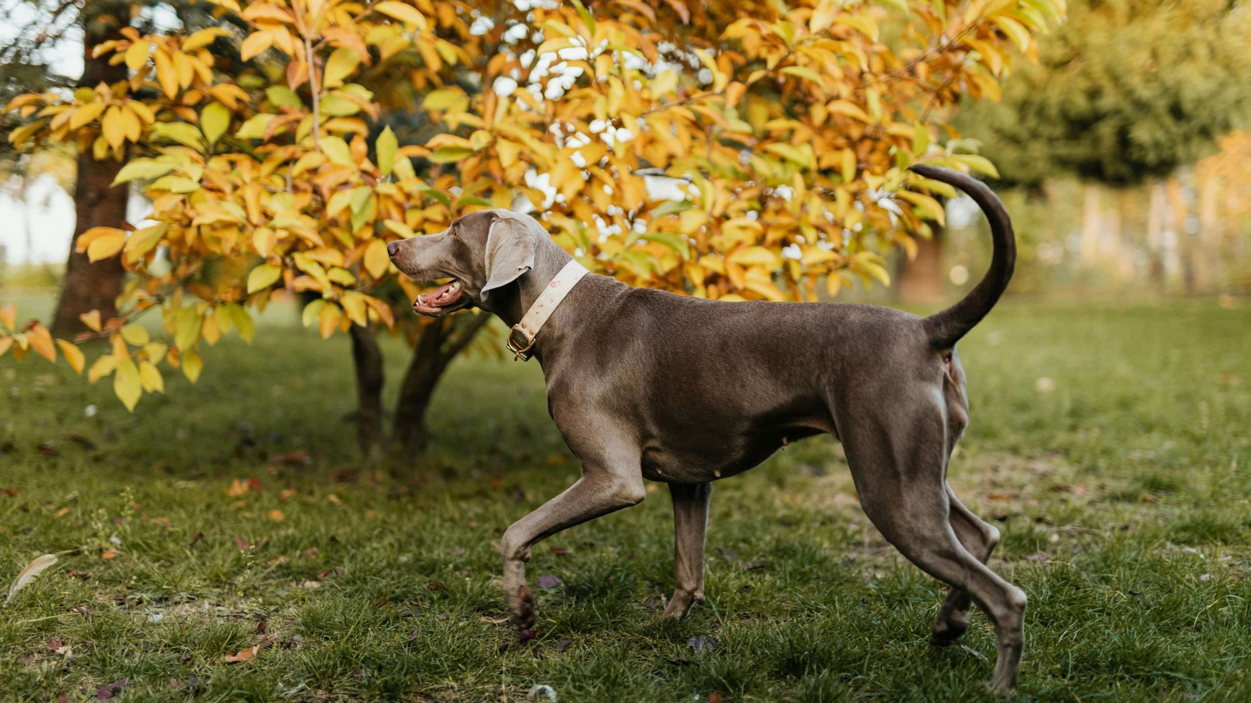 An image of a dog in the garden