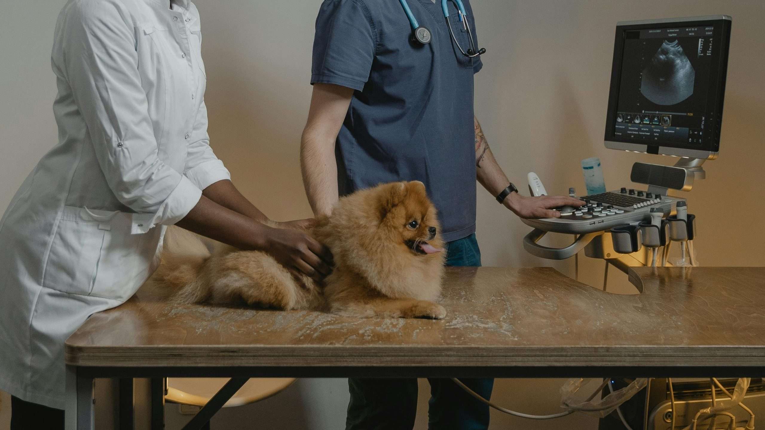An image of a dog under checkup - dog live longer