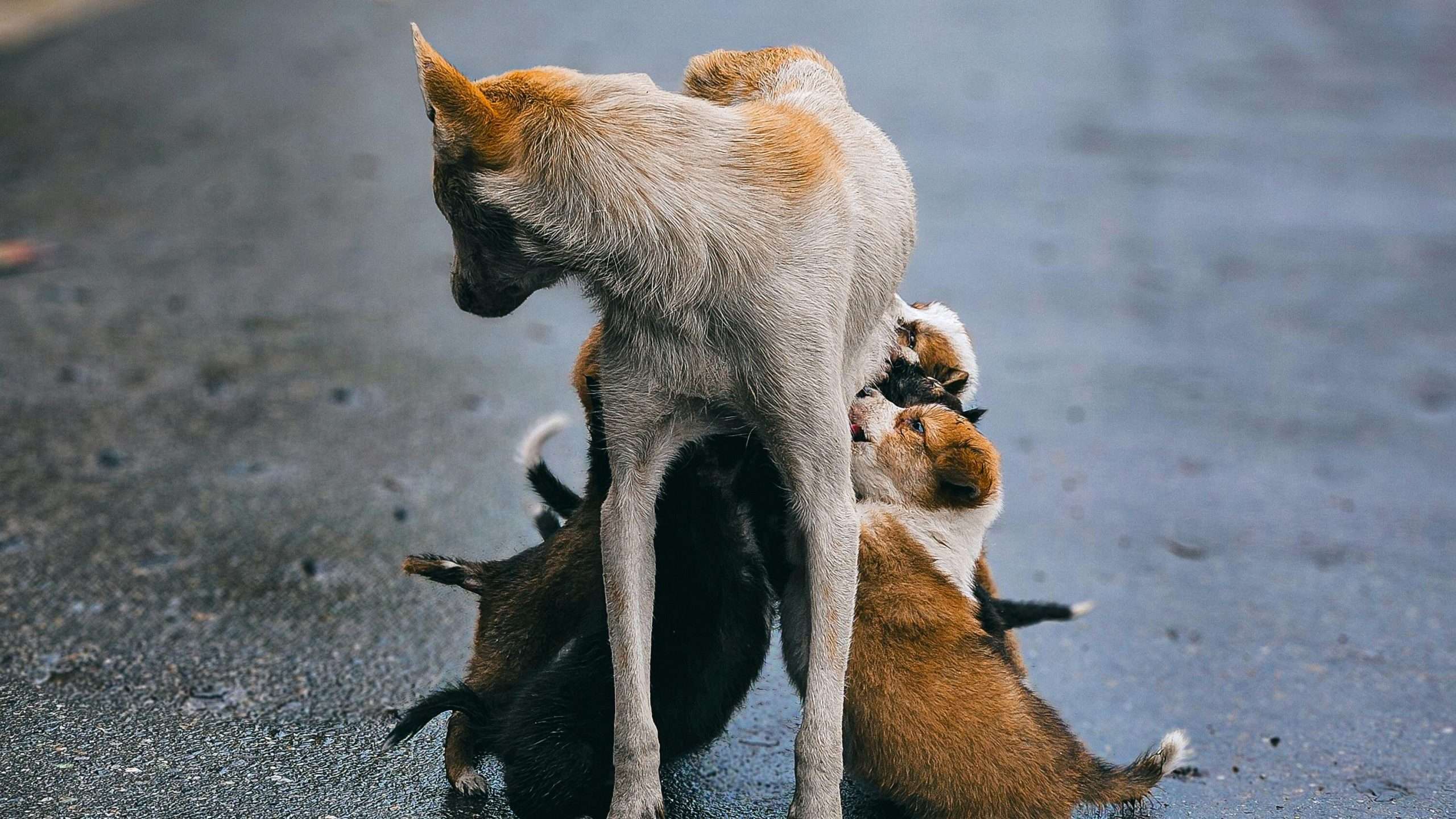 An image of a Lactating dog mother