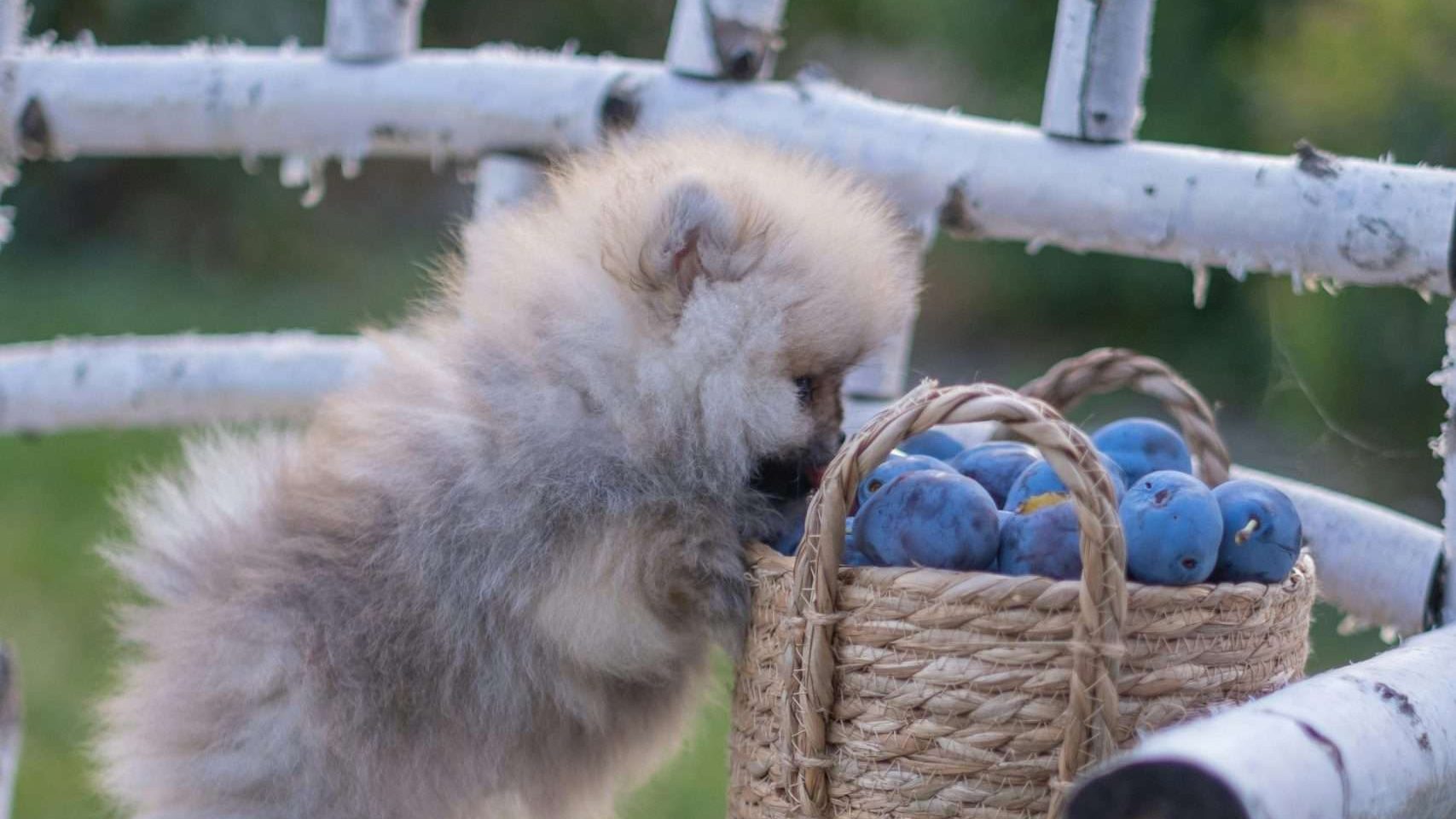 An image of a dog eating fruits - vegan dog