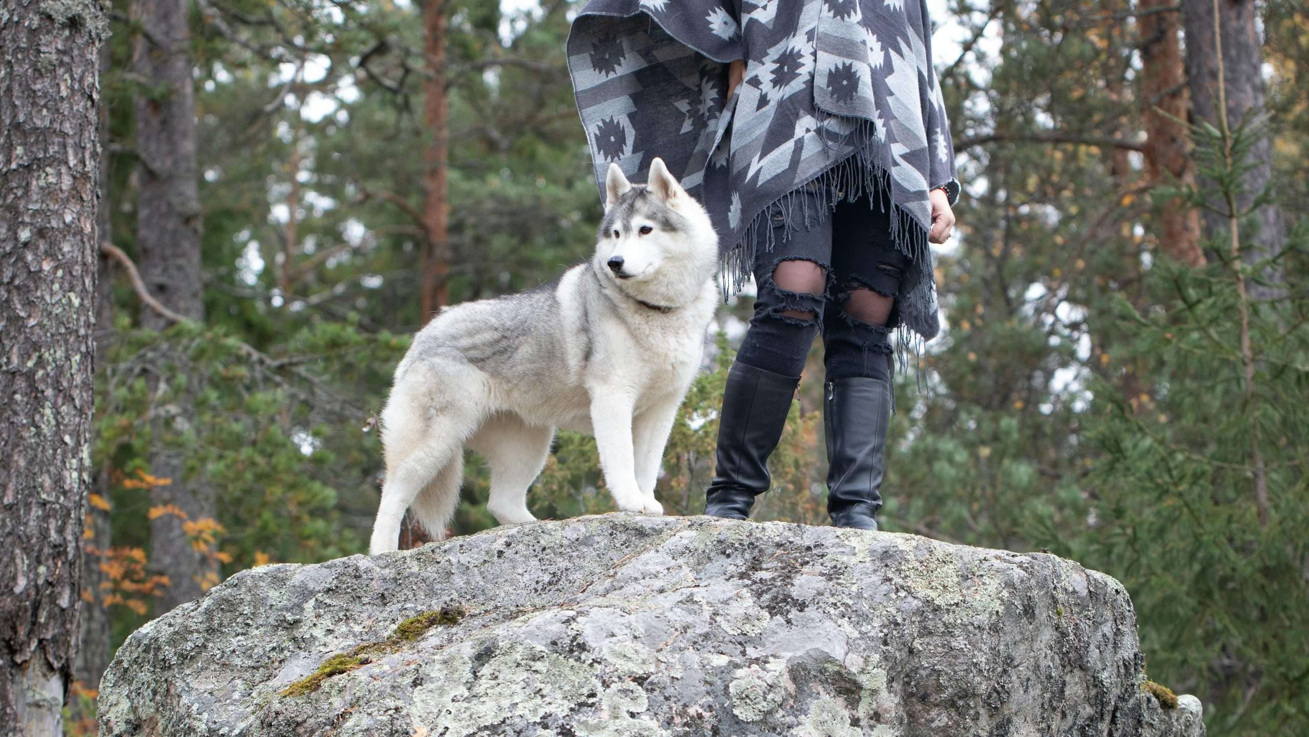 An image of a dog on a hike with its owner - hiking with dogs