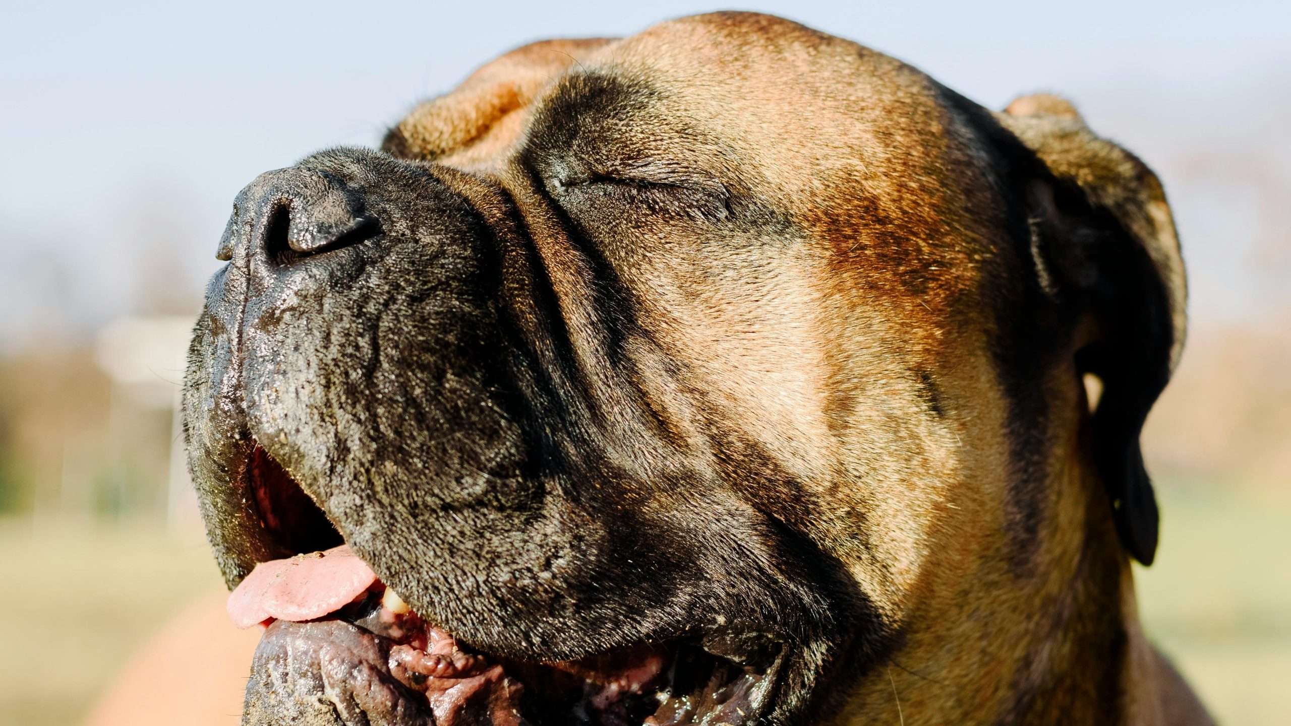 An image of a large dog up close