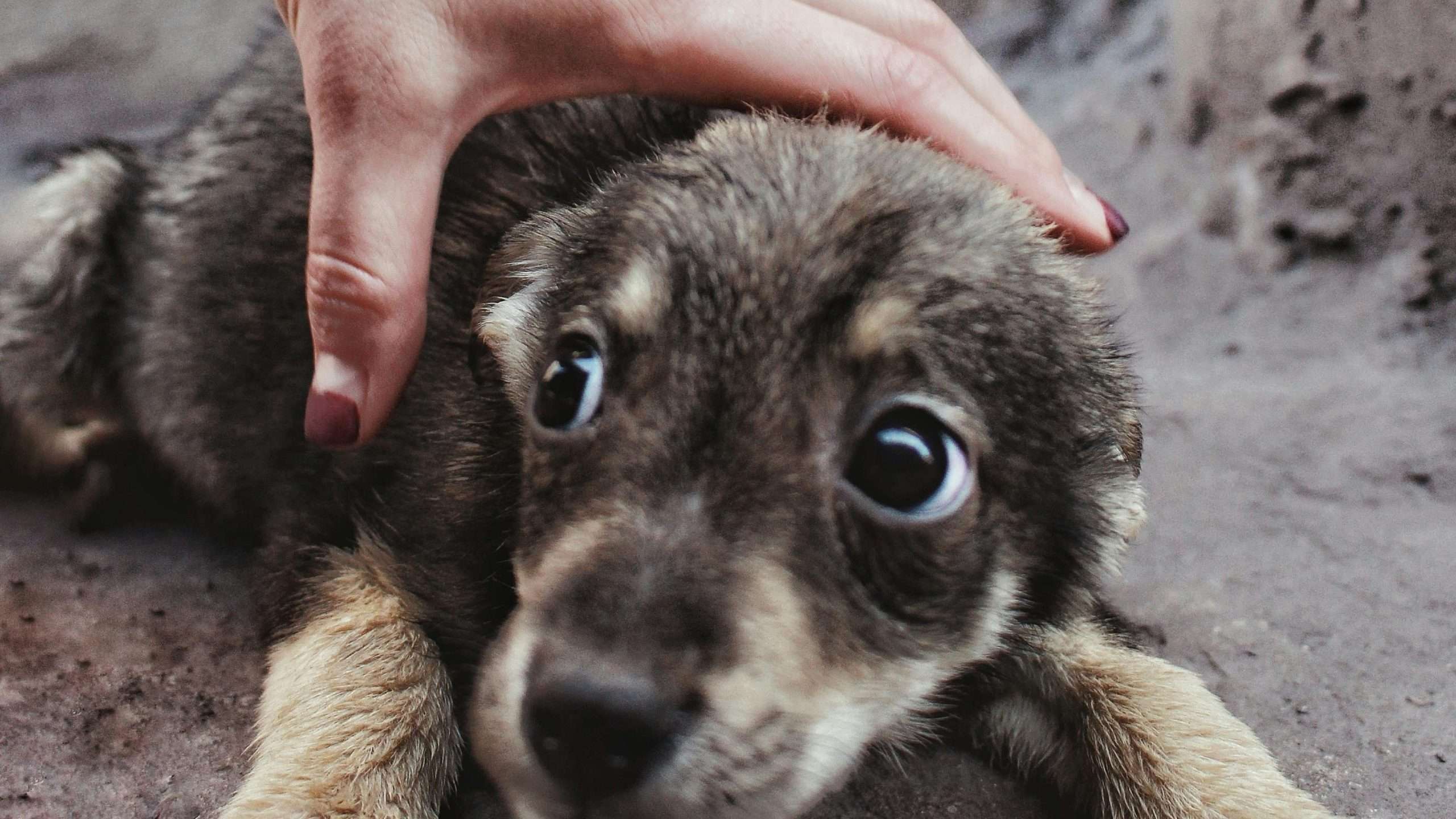 An image of a dog being scared - dog during firework