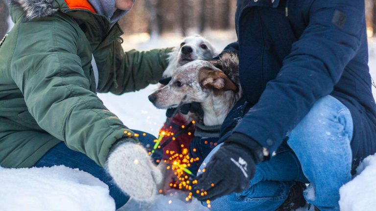 Dog During Fireworks: How You Can Help Keep Them Calm