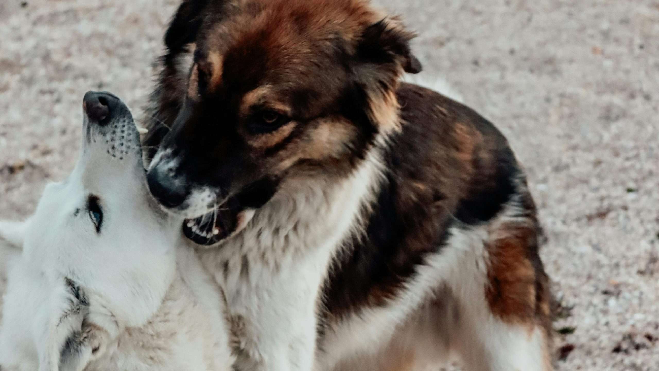 An image of dogs fighting
