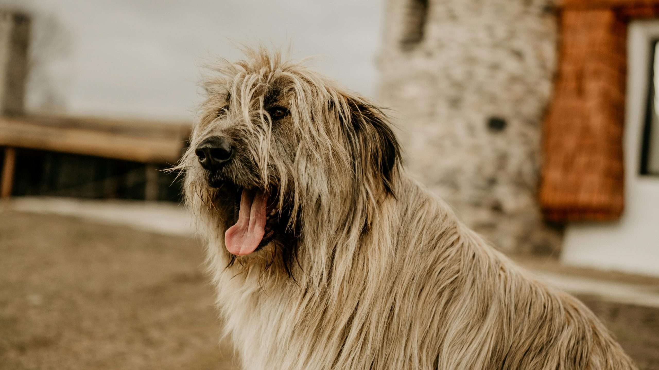 An image of a large dog sitting