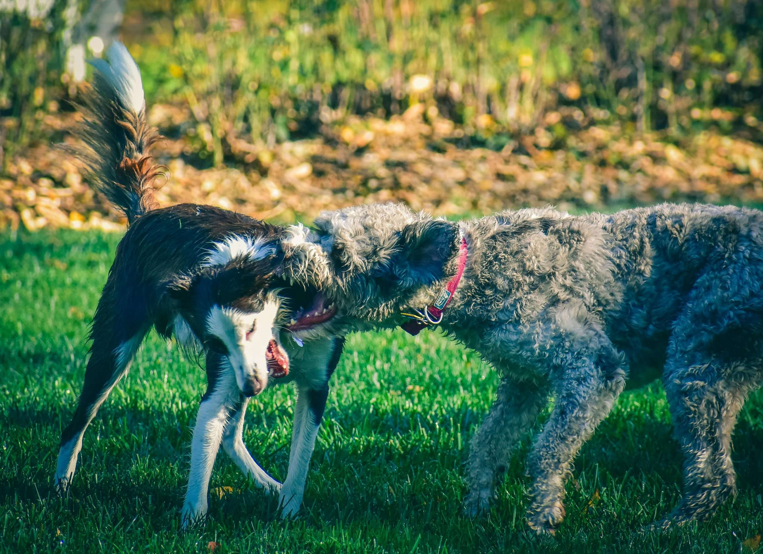 An image of dogs fighting - dog fight