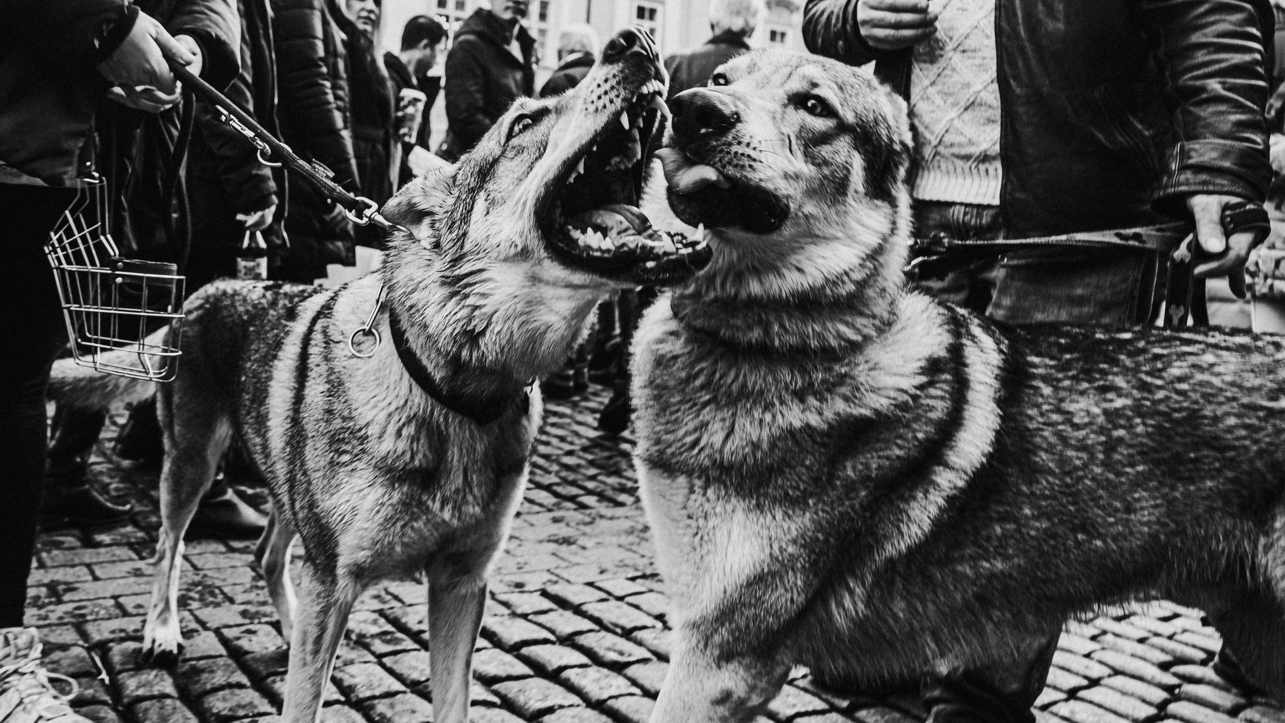 An image of 2 dogs fighting - dog fight