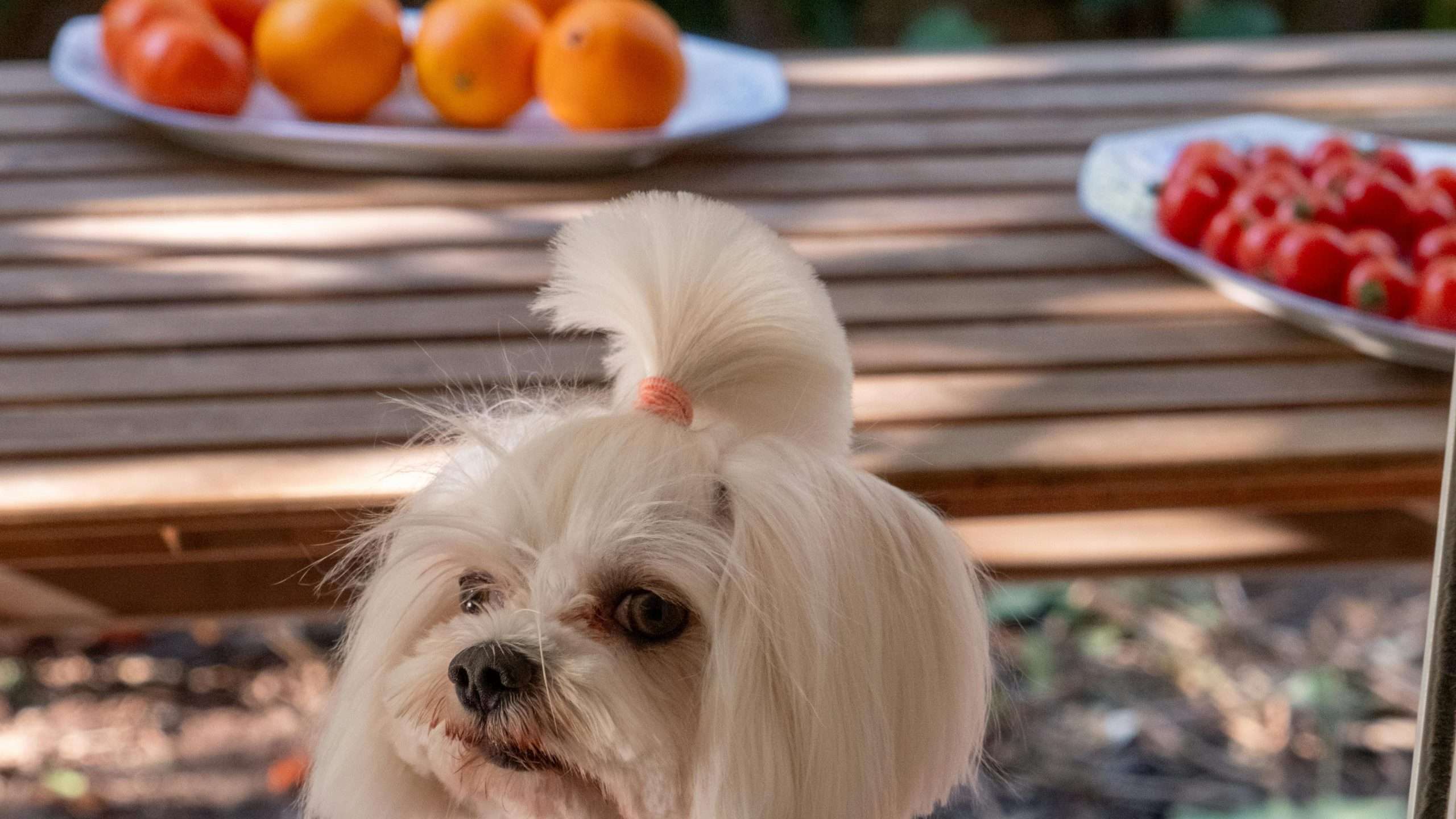 An image of a dog with fruits