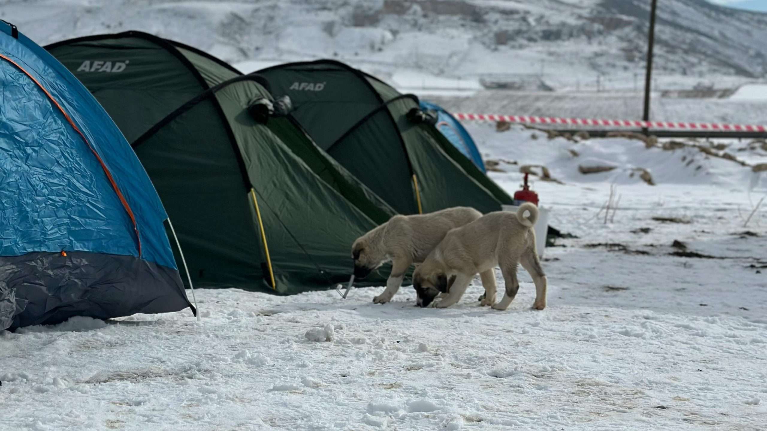 An image of dog on a hike