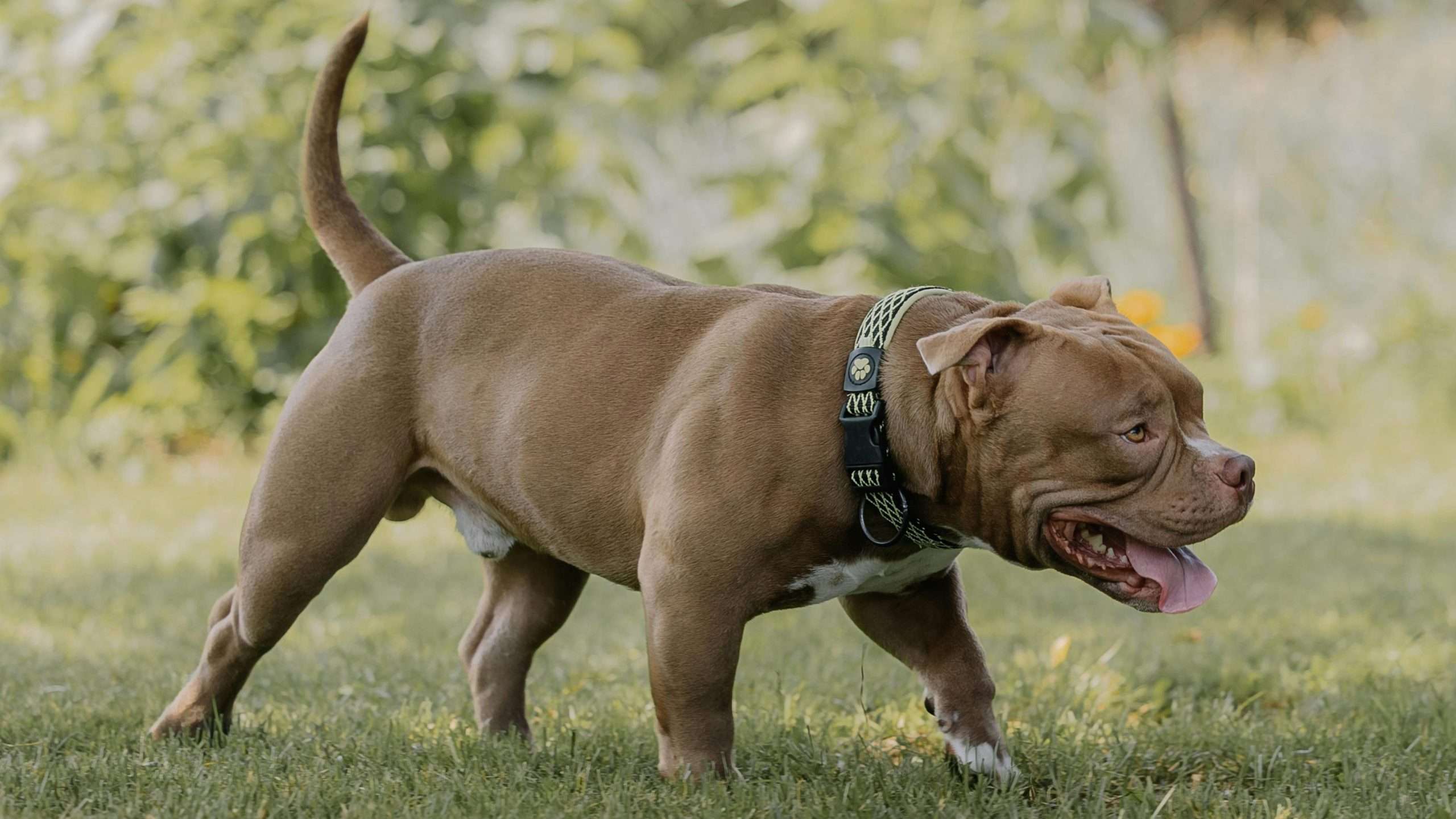 An image of a pitbull on grass - naughtiest dog breeds