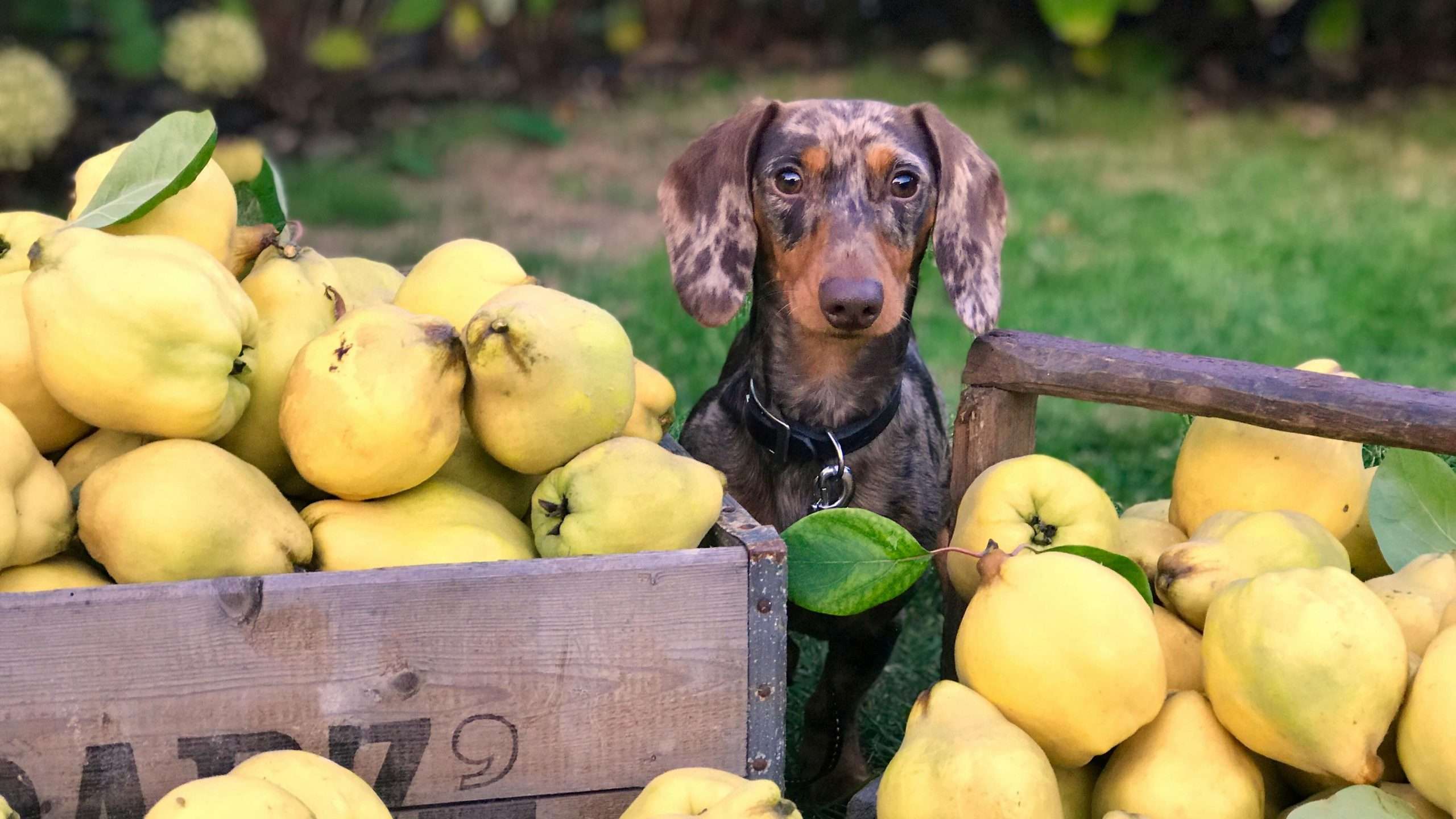 An image of a dog with fruits - vegan dog diet