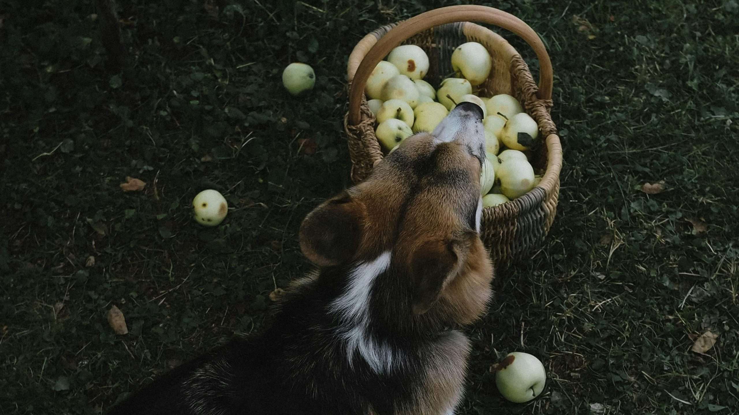 An image of a dog eating fruits - vegan dog