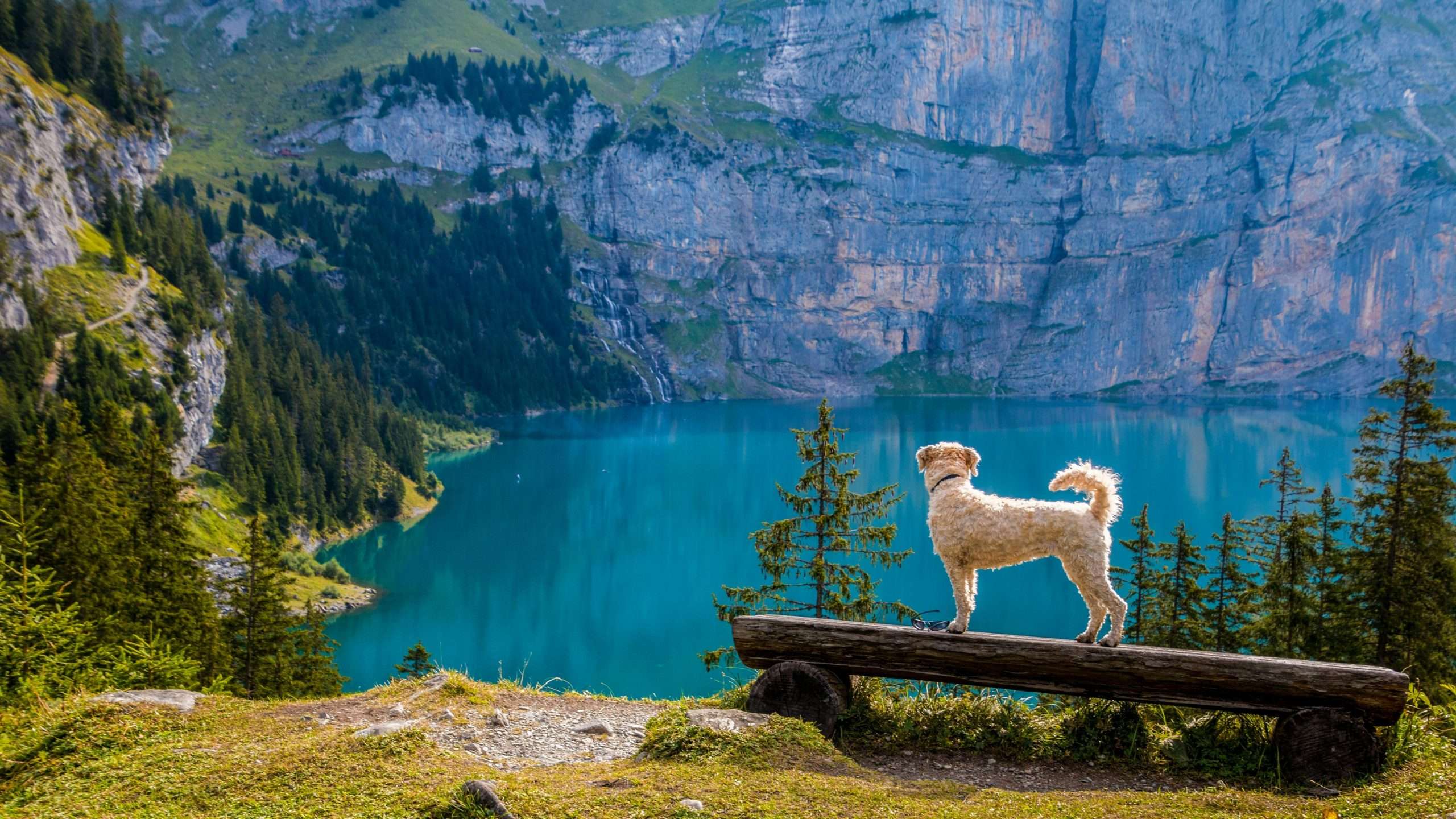 An image of a dog on top a mountain - hiking with dogs