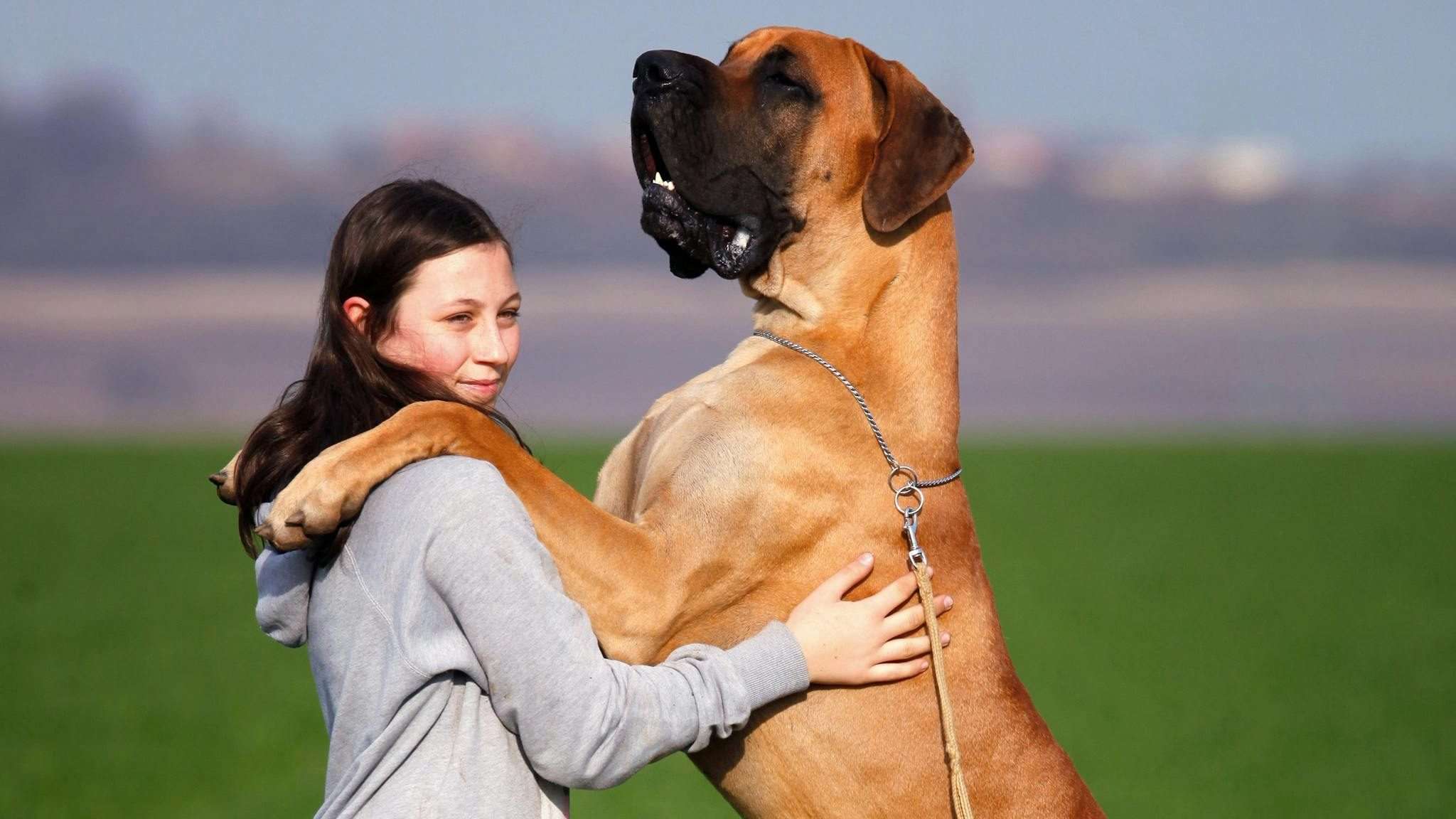 An image of a large dog - large dog breeds