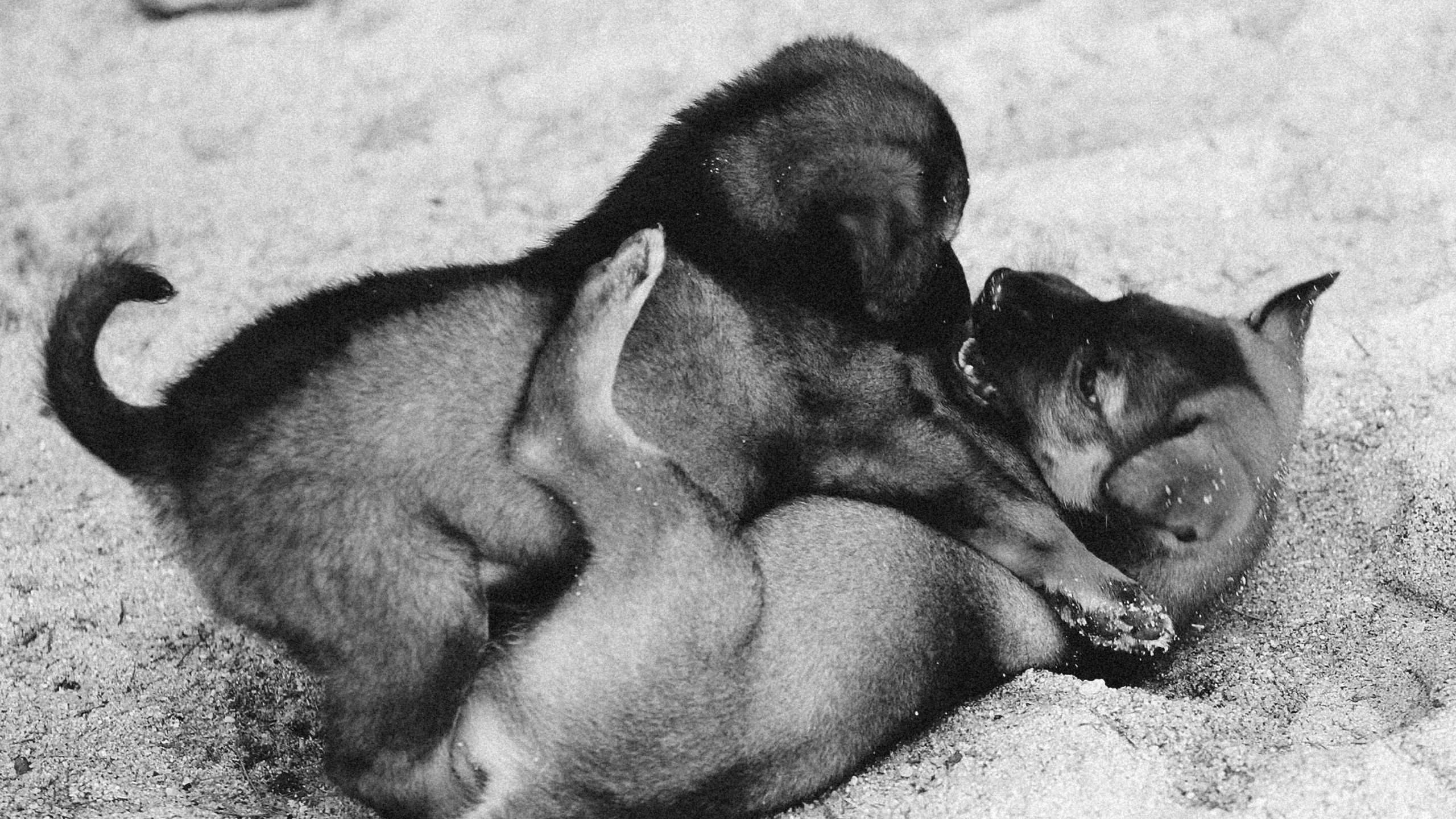 An image of 2 puppies fighting