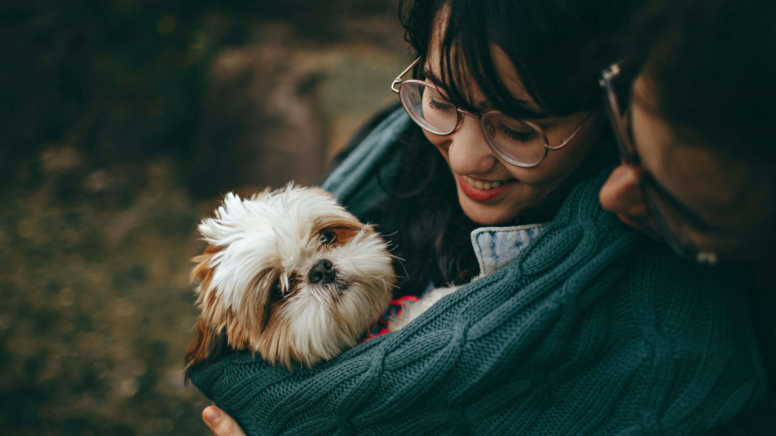 An image of dog being safe - dog during fireworks