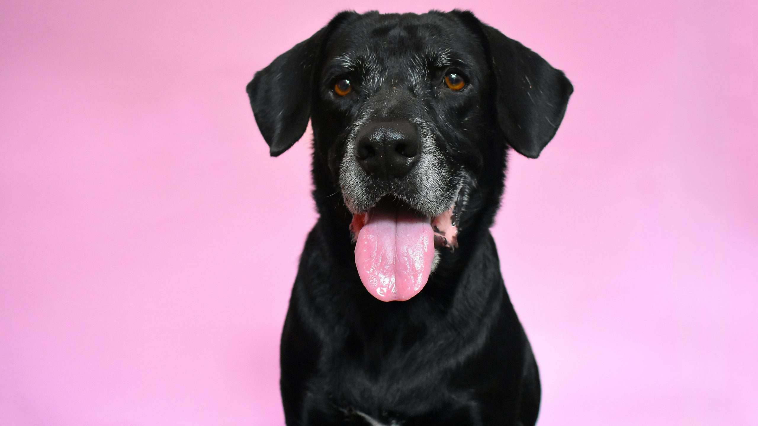 An image of a senior dog - dog live longer