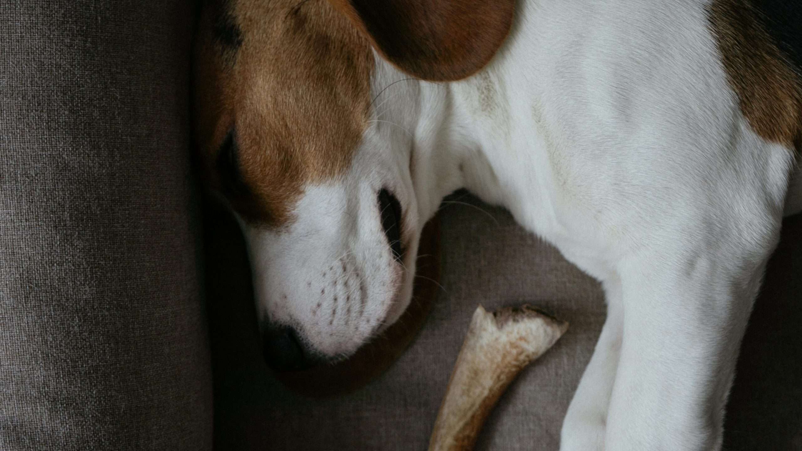 An image of a dog with a bone - can dogs eat bones?