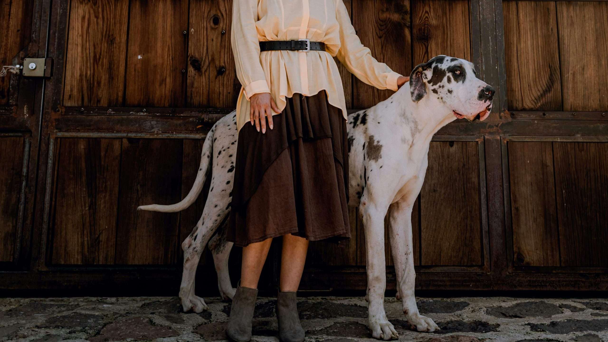 An image of a great dane with its owner