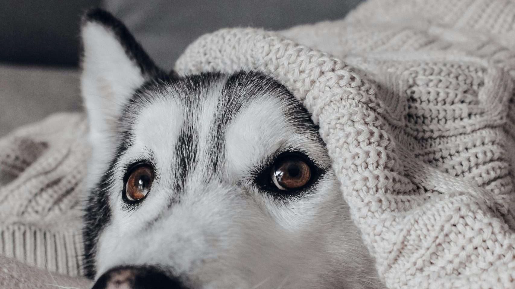An image of a dog under the sheets - mosquito bites in dogs