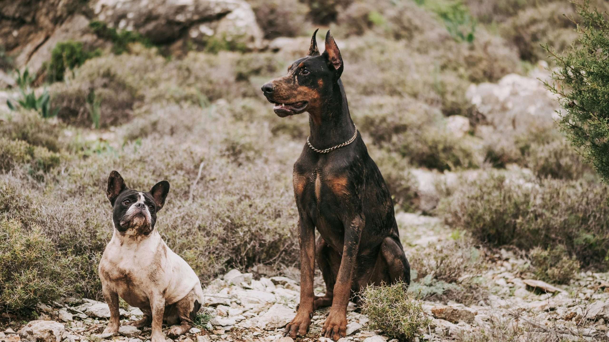 An image of dogs sitting together - dog years
