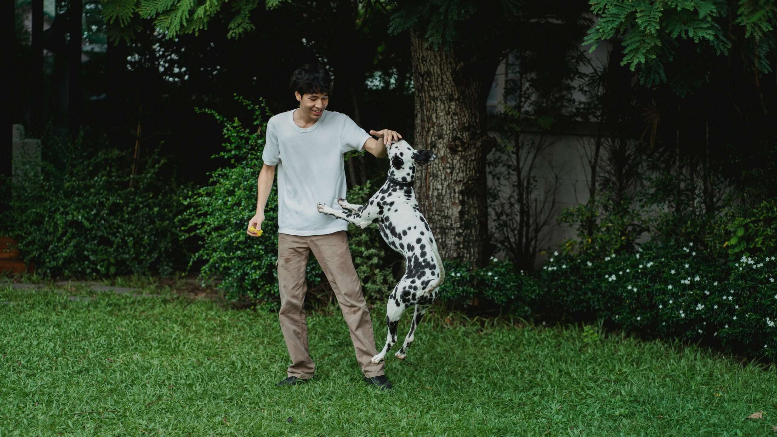 An image of a dog jumping beside owner