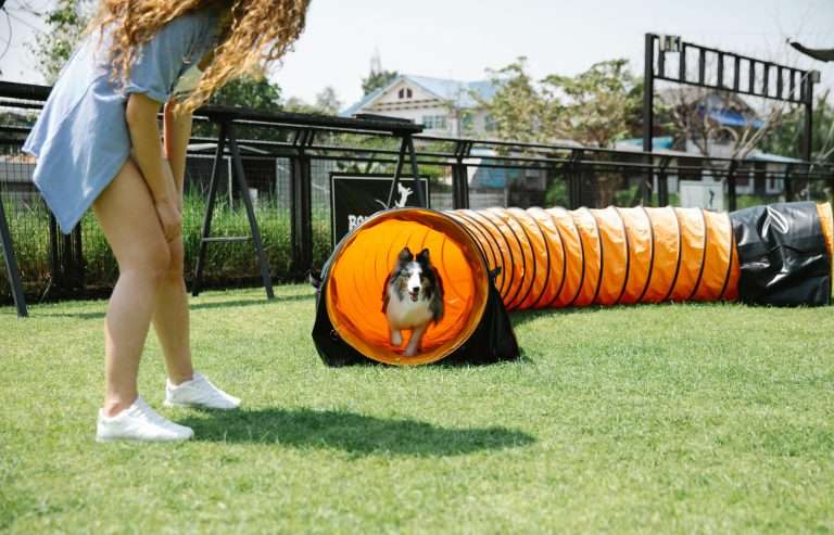7 Safe and Fun Dog Run Ideas Perfect for Any Breed