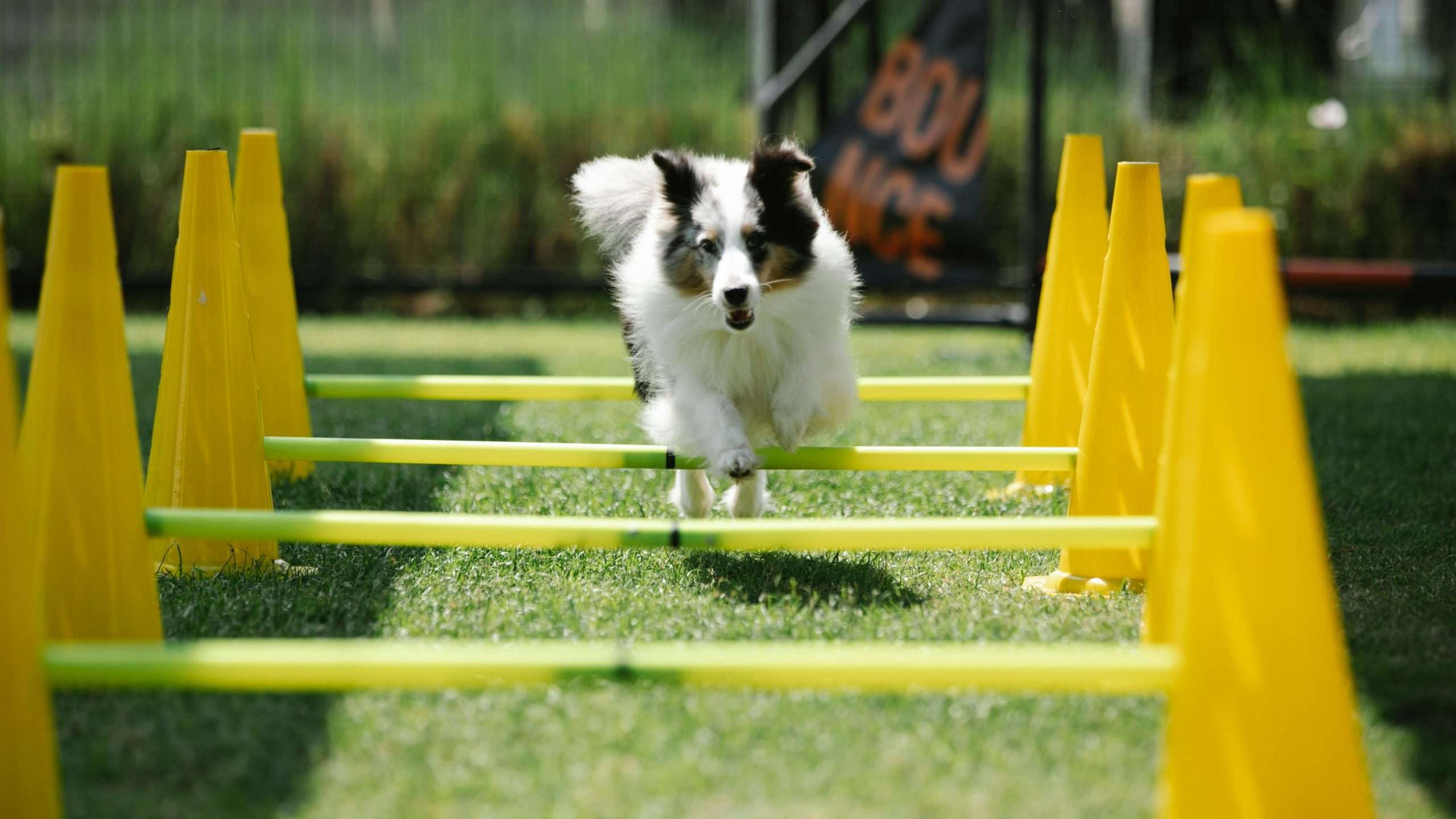 An image of a dog running through obstacles - dog run