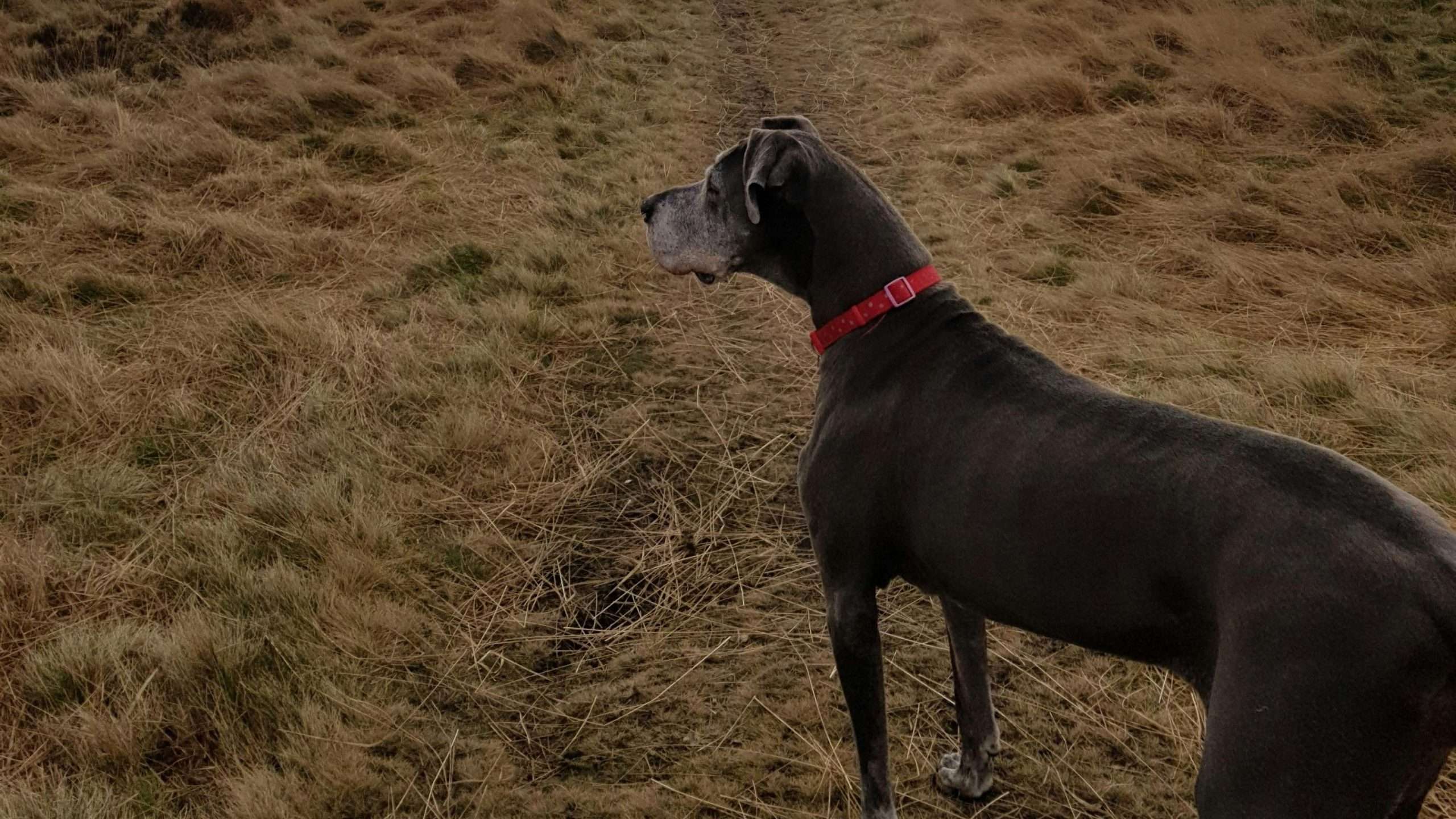 An image of a great dane