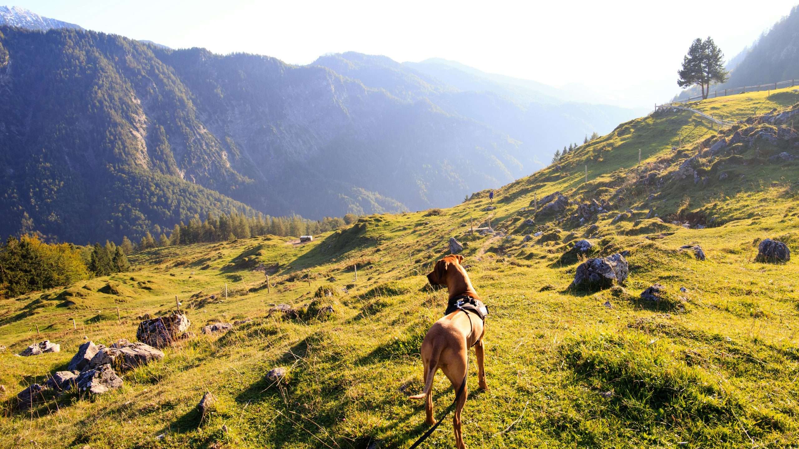 An image of a great dane - great danes breed