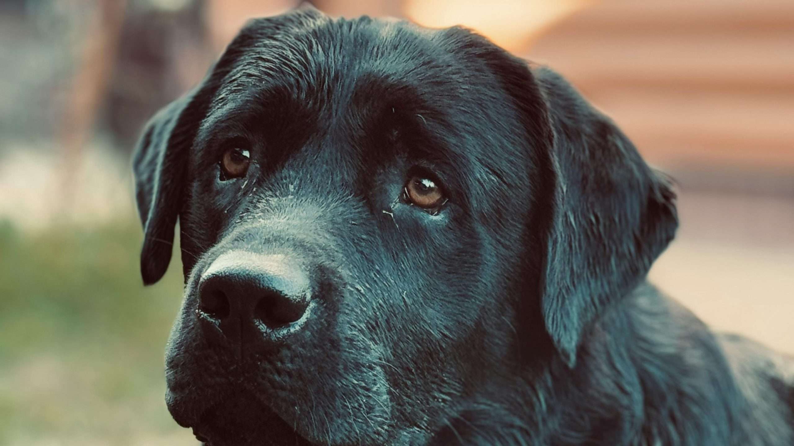 An image of a dog crying