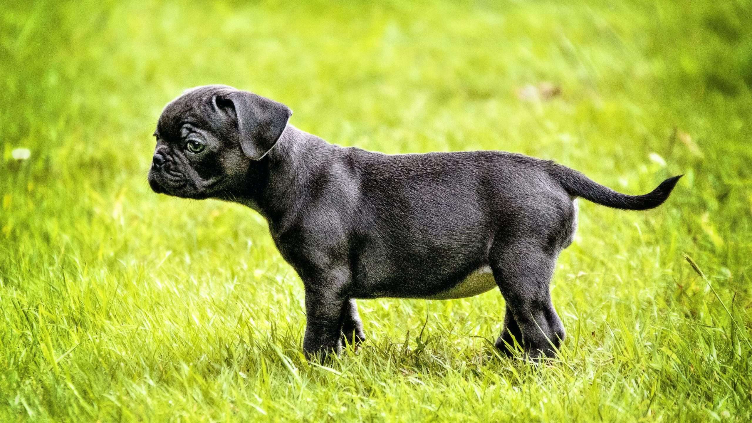 An image of a puppy in grass - mosquito bites on dogs